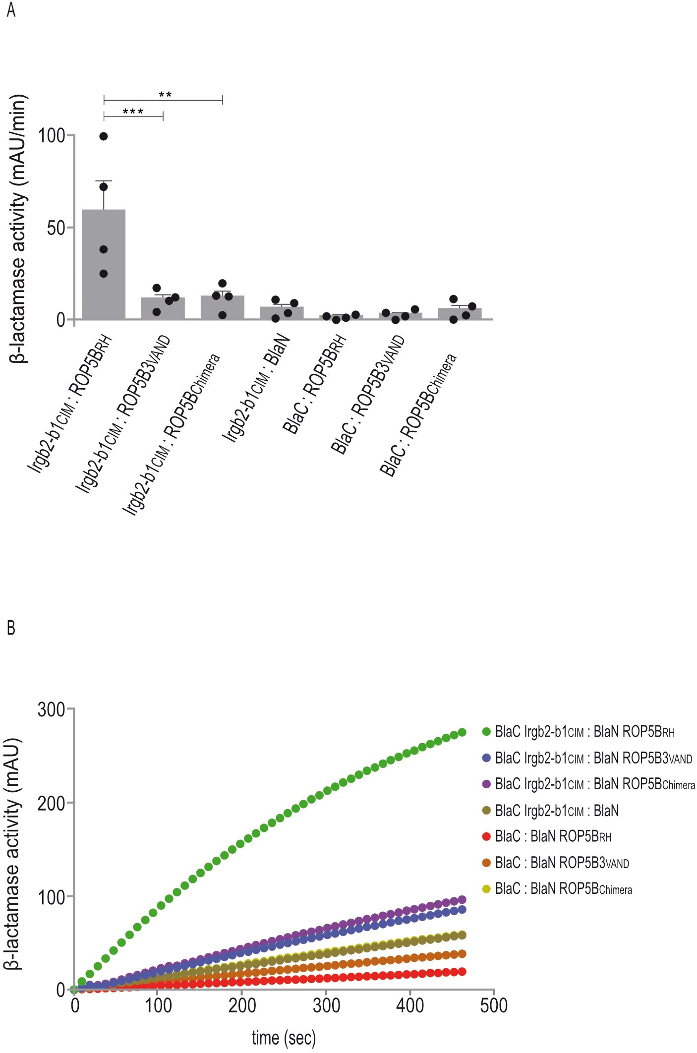 Interaction of ROP5 mutant proteins with CIM Irgb2-b1 is depicted. Panel A shows a bar graph of mean b-lactamase activity of three protein:protein interaction studies, with the highest activity for Irgb2-b1 CIM:ROP5. Significant differences are indicated with asterisks. Panel B is a line graph displaying the kinetic of one b-lactamase reaction shown in A.
