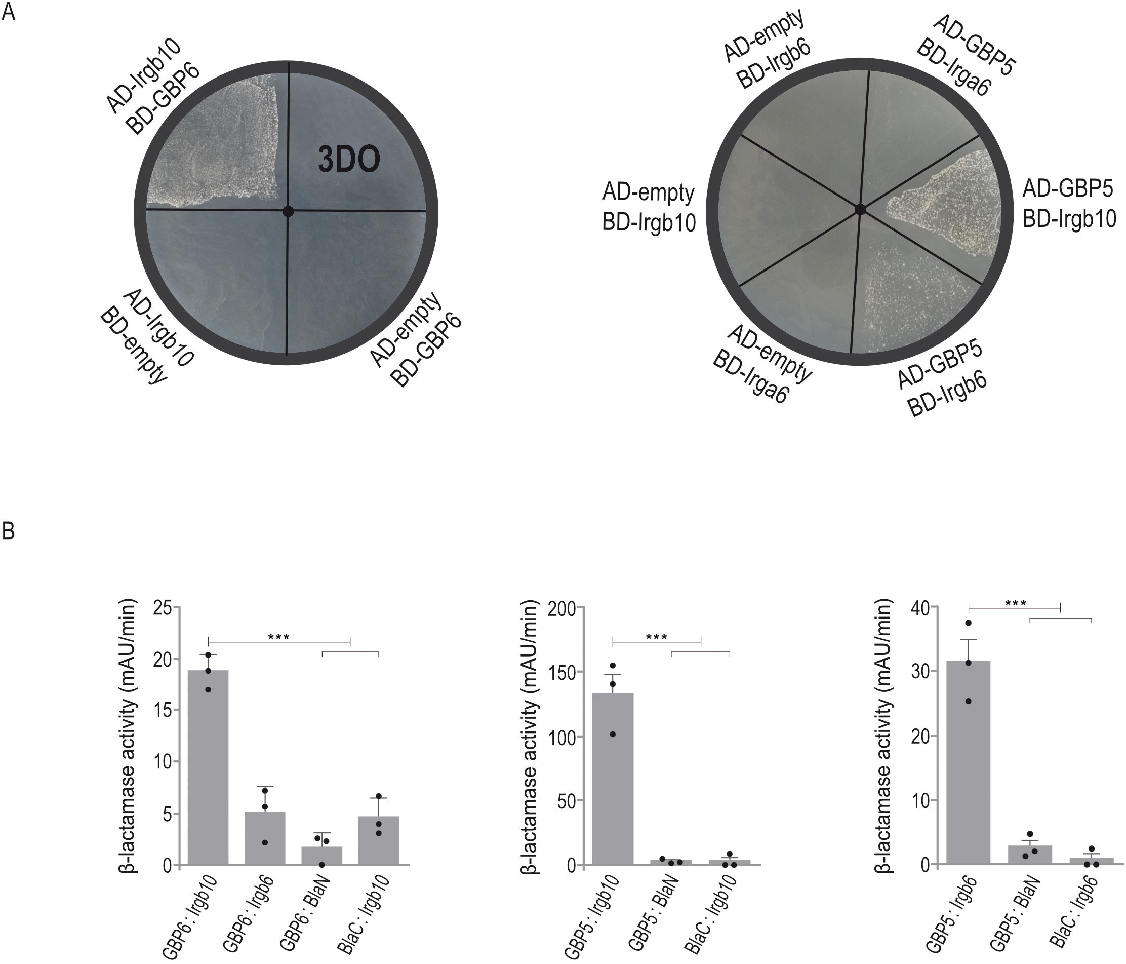 Heterologous interactions of IRG and GBP proteins are depicted._Panel A shows colony growth on agar plates divided into sectors from Yeast Two-Hybrid assays, demonstrating binding of GBP6 to Irgb10, and GBP5 to Irgb10 and Irgb6. Panel B presents three bar graphs of mean b-lactamase activity of three protein:protein interaction studies, confirming heterologous IRG/GBP interactions shown in A, with significant differences indicated by asterisks. Error bars detail variations.