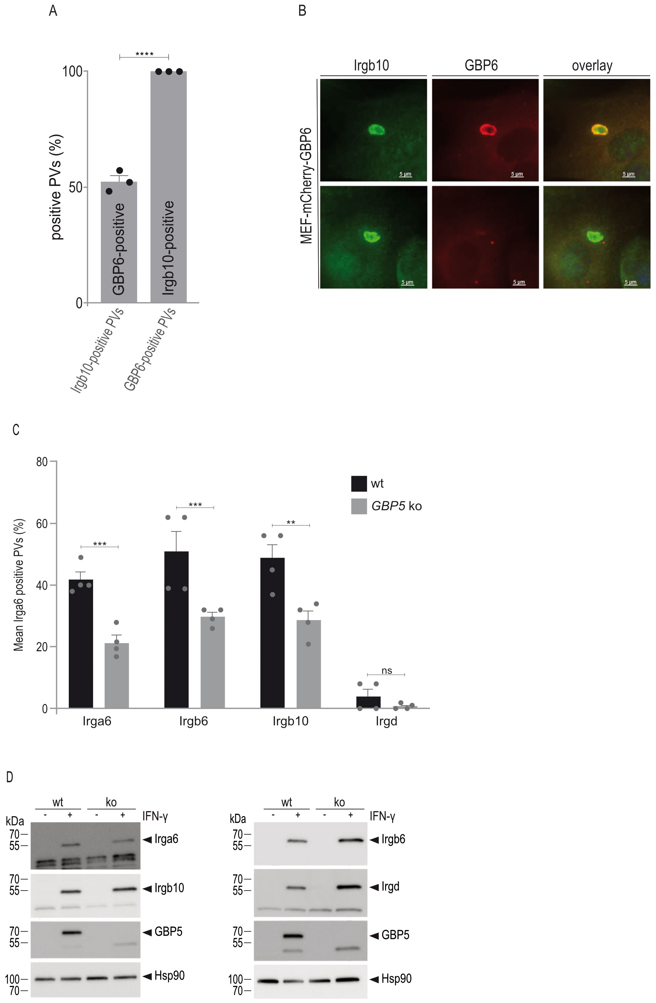 Panel A shows a bar graph indicating the proportion of Irgb10- positive parasitophorous vacuoles (PVs) that contain GBP6 and and the proportion of GBP6-positive PVs that contain Irgb10 respectively. Panel B displays fluorescence microscopy images of cells infected with T. gondii with vacuoles positive for GBP6 and/or Irgb10, including an overlay image eventually showing colocalization. Panel C presents a bar graph of mean IRG-positive PVs in wild-type and GBP5 knockout cells, illustrating significant differences for Irga6, Irgb6, and Irgb10 but not Irgd. Panel D shows Western blots demonstrating expression levels of Irga6, Irgb10, Irgb6, Irgd, and GBP5 in wild-type and GBP5 knockout cells in absence and presence of IFN-g.