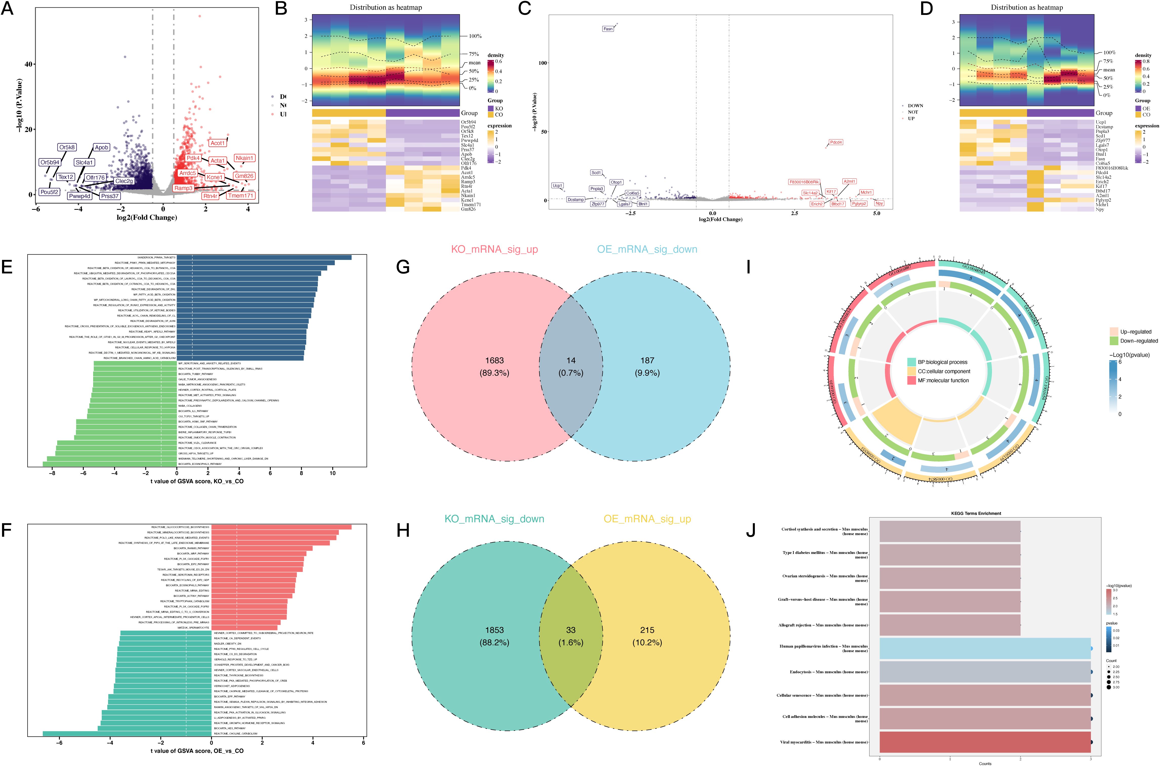 A series of bioinformatics visualizations including: A) Volcano plot showing differential gene expression; B and D) Heatmaps depicting density and expression levels across different conditions; C) Another volcano plot with labeled significant genes; E and F) Bar charts illustrating t-values of GSVA scores comparing knockout and overexpression conditions; G and H) Venn diagrams showing overlap in significant mRNA changes; I) Circular chart for GO enrichment analysis; J) KEGG term enrichment bar chart. Each visualization provides insights into gene expression and pathway analysis.