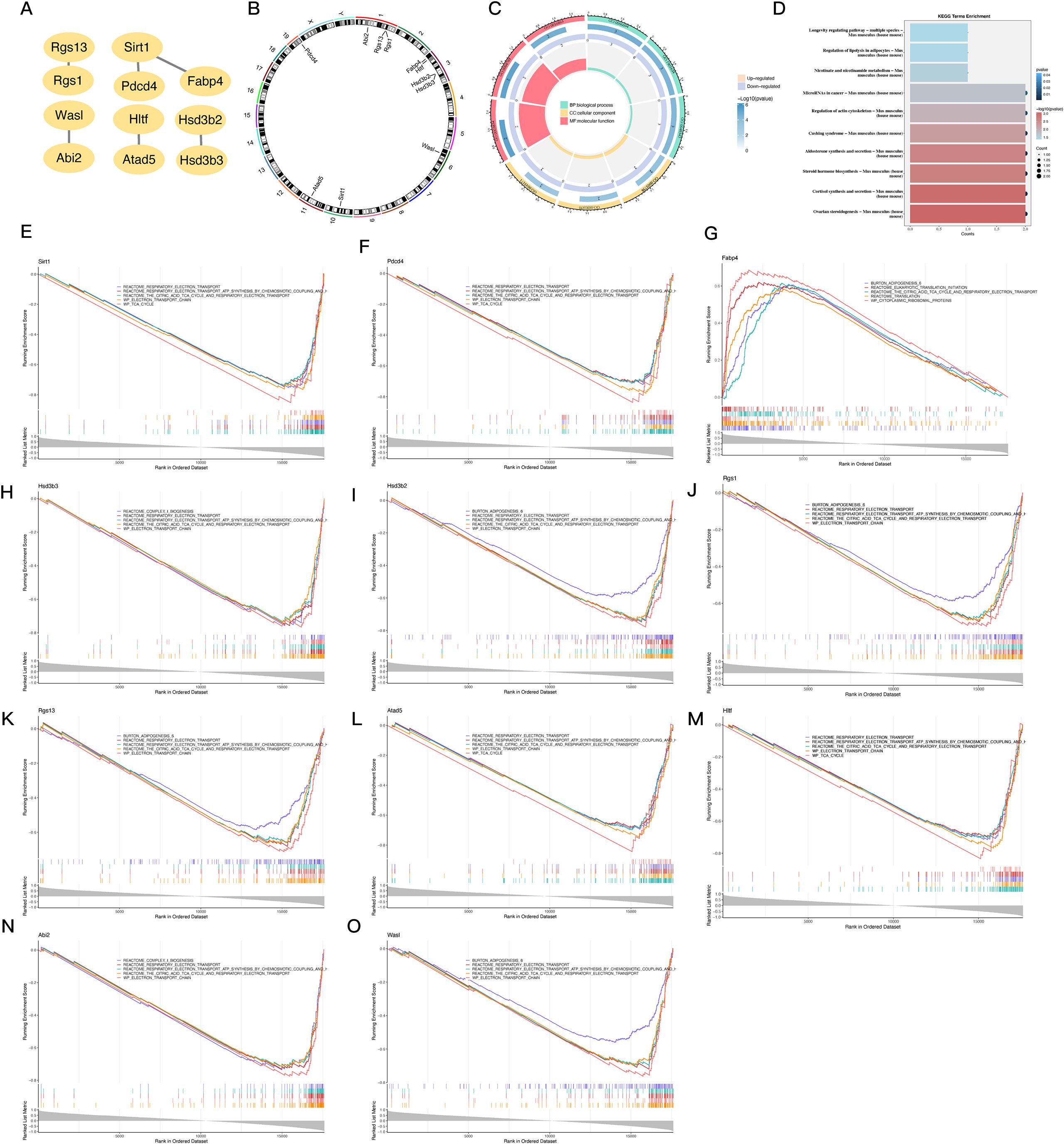 Diagram showing genomic and data visualizations: Panel A lists specific genes including Rgs13, Sirt1, and others. Panel B displays a circular genome plot with genes marked. Panel C presents a circular chart of gene classifications. Panel D is a bar chart showing KEGG terms enrichment. Panels E to O are line graphs depicting expression data for multiple genes, including Sirt1, Pdcd4, Fabp4, and others, showing various expression distributions.