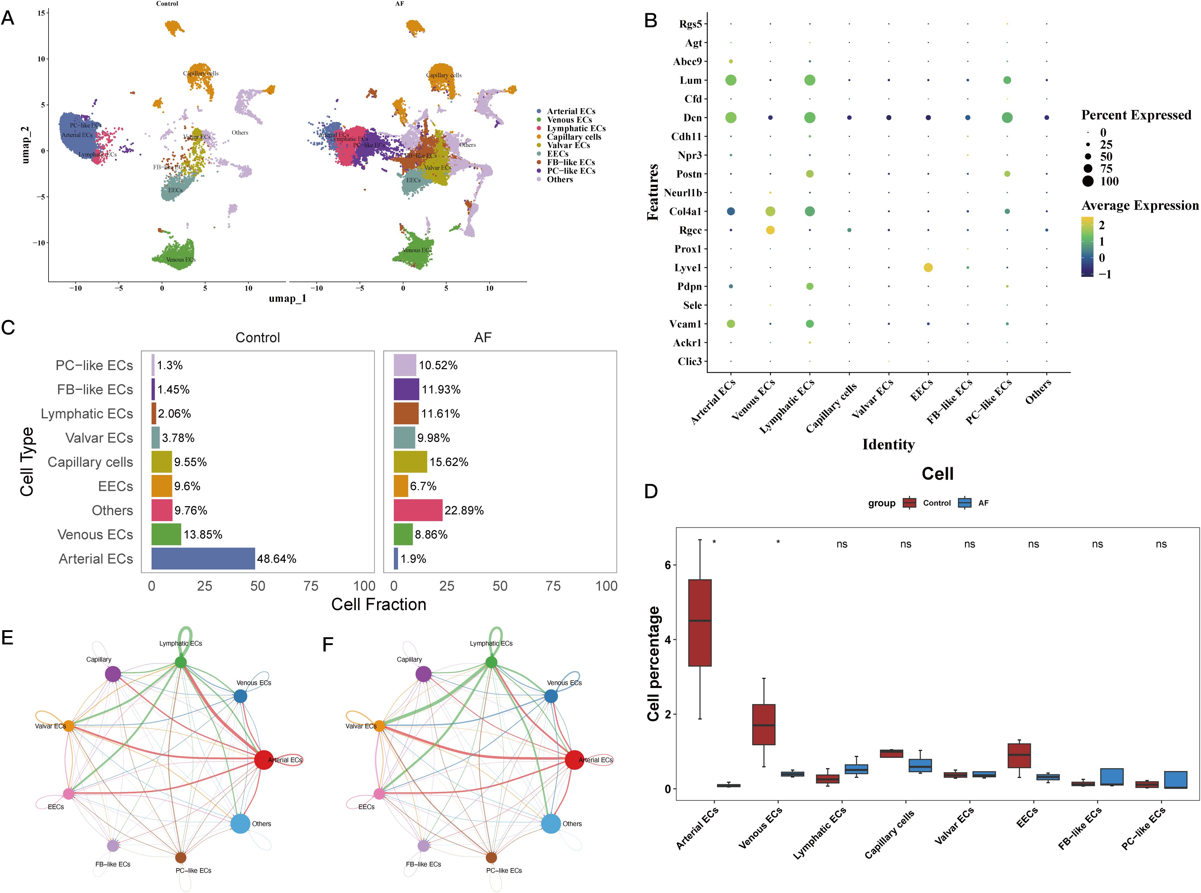 The image consists of multiple panels displaying data on cell types. Panel A shows a UMAP plot of cell clusters with different colors representing various endothelial cell types. Panel B is a dot plot illustrating the expression of specific features across these cell types, with dot size indicating the percentage expressed and color denoting average expression. Panel C presents bar charts comparing the cell fraction of types between Control and AF groups. Panel D is a box plot showing cell percentage across groups for different cell types. Panels E and F depict network diagrams of cell type interactions in Control and AF conditions, respectively.