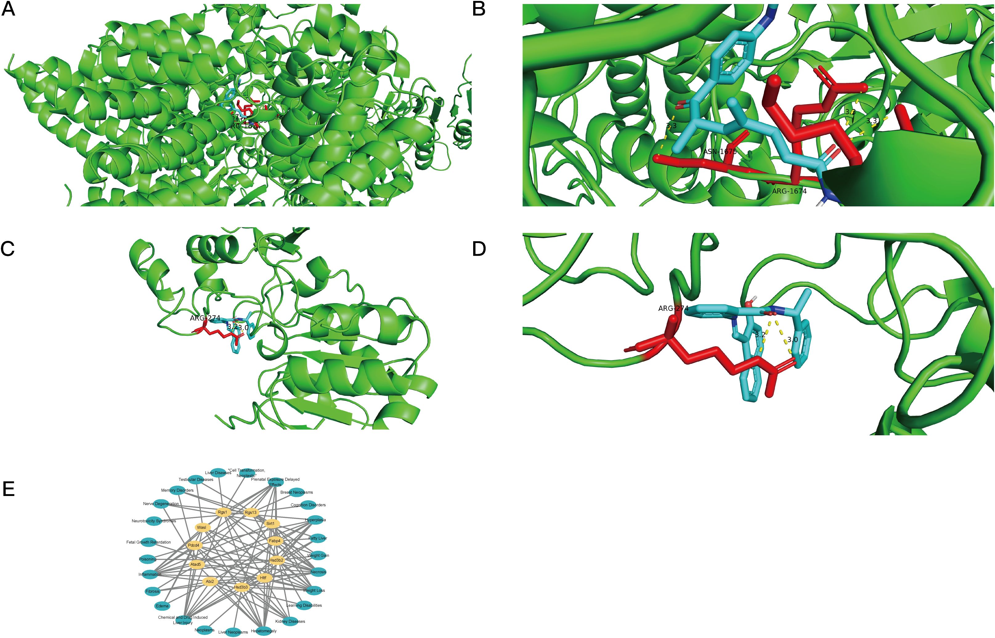 A series of molecular models and a network diagram are shown. A, B, C, and D depict green protein structures with highlighted regions. Labels such as ARG-167, ASN-167, and ARG-274 mark specific amino acids, with some areas shown in red and cyan, indicating interactions or binding sites. E is a network diagram displaying various interconnected nodes, with central nodes in yellow and peripheral nodes in blue, demonstrating relationships or pathways within a biological context.