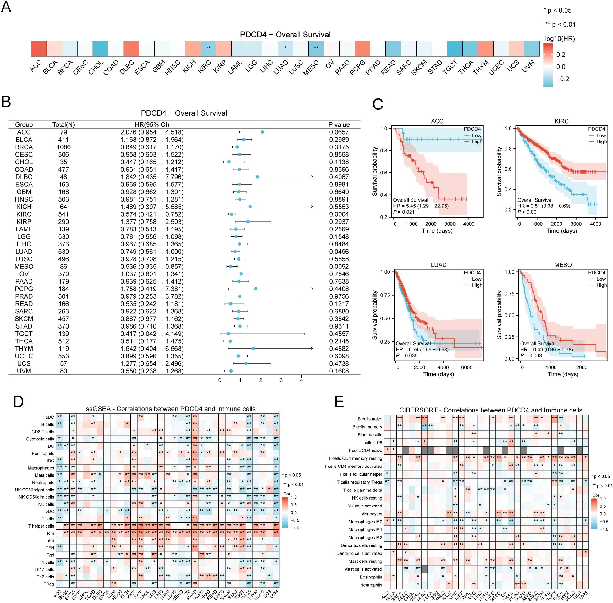 Five visualizations related to PDCD4 and overall survival across different cancer types. A: Heatmap showing log-transformed hazard ratios. B: Forest plot detailing hazard ratios for various cancer groups. C: Kaplan-Meier survival curves for ACC, KIRC, LUAD, and MESO cancer types. D: Heatmap of ssGSEA correlations between PDCD4 and immune cells. E: CIBERSORT heatmap showing correlations between PDCD4 and immune cell types. Color gradients and symbols indicate statistical significance.