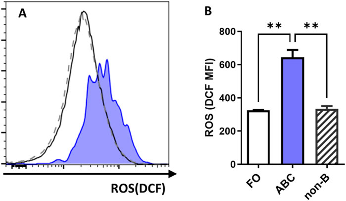 ROS levels in splenic B cell and non-B cell subsets of WT mice. (A) Representative histogram flow cytometry plot showing fluorescence signal intensity of ROS in follicular B cells (solid line), ABC (shaded), and non-B cells (dashed) from spleens of 6-month-old female wild type C57BL/6J mice. (B) Bar graph of ROS levels in the cell subsets (n = 2). FO, follicular B cells; non-B, non-B cells; MFI, mean fluorescence intensity; DCF, oxidized product of the ROS dye 2,7-dichlorofluorescein diacetate (H2DCFDA), ROS indicator. Data are represented as mean ± SEM. Ordinary one-way ANOVA was used in panel B **p < 0.01.