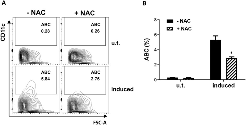 NAC inhibits the in vitro differentiation of ABCs. (A) Representative flow cytometry plot showing the percentage of ABC cells among FO B cells MACS isolated from wild type C57BL/6J mice and cultured for 48 h in the absence (u.t.) or presence (induced) of IL-21 and CL097. -NAC, culture in the absence of NAC; +NAC, in the presence of 5 mM NAC. (B) Bar graph of the ABC percentage of the cell cultures in panel (A) experiment (n = 2). Data are represented as mean ± SEM. Unpaired t-test was used in panel B *p < 0.05.