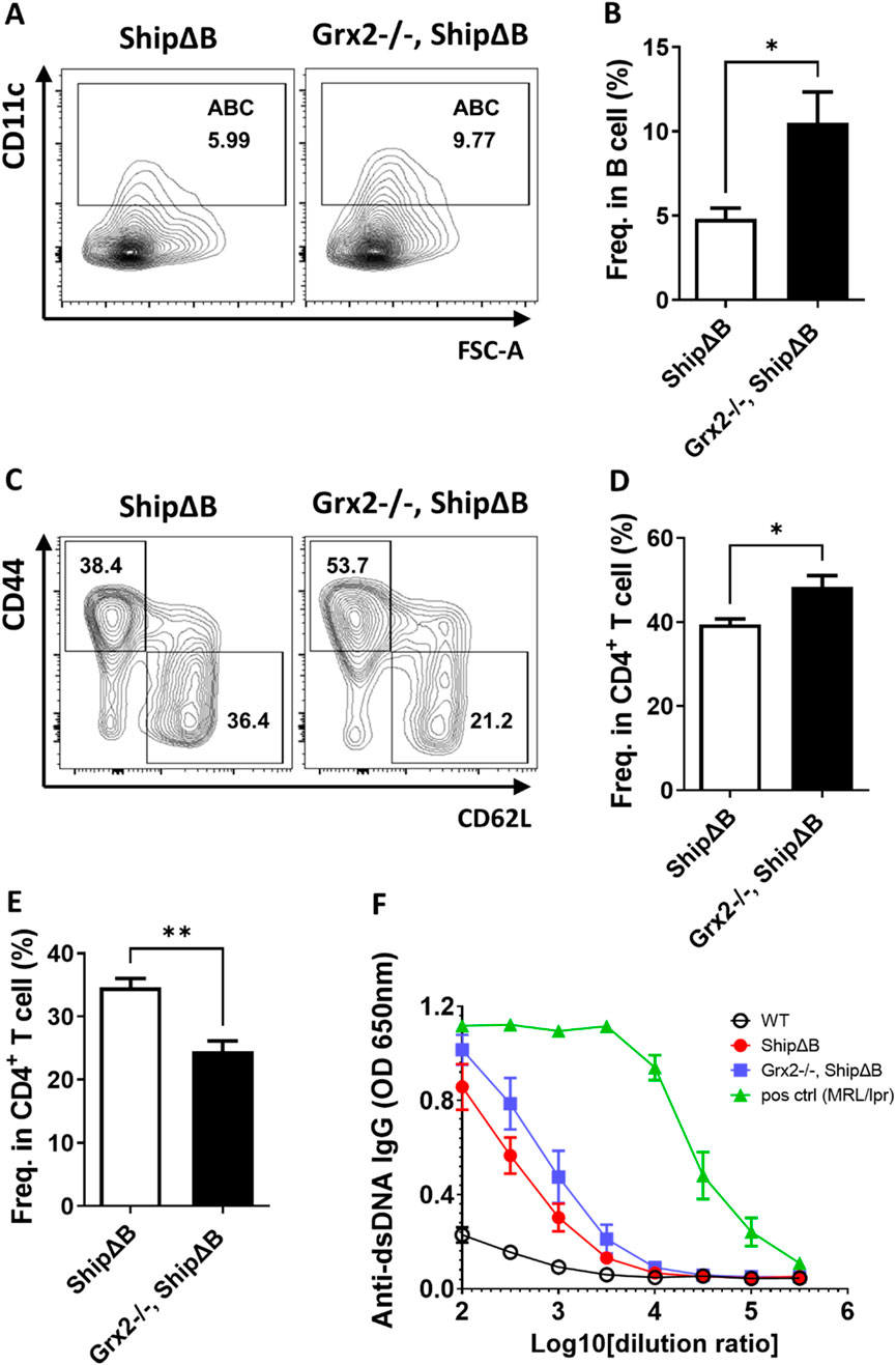 Grx2 knockout in ShipΔB mice exacerbates ABC differentiation and lupus phenotype. (A,B) Representative flow cytometry profile (A) and bar graph (B) showing the percentage of ABC among splenic B lineage (B220⁺CD19⁺) cells of ShipΔB and Grx2−/−, ShipΔB mice (5-month-old, male, n = 3). (C–E) Representative flow cytometry profile (C) and bar graph (D,E) showing the percentage of CD44⁺CD62L⁻ effector/memory cells (TEM) (C,D) and CD44⁻CD62L⁺ naïve cells (C,E) among CD4⁺ T cells in the spleen of these mice. (F) Anti-dsDNA IgG levels in the serum of the 5-month-old WT (black circle), ShipΔB (red dot), Grx2−/−, ShipΔB (blue square) and 7-month-old MRL/lpr (green triangle) mice. Data are represented as mean ± SEM. Unpaired t-test was used in panel B, D, and E *p < 0.05, **p < 0.01.