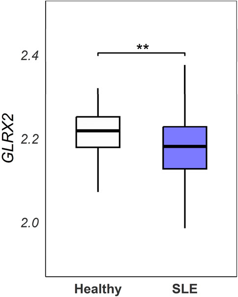 Analysis of the GSE65391 dataset. GLRX2 expression levels (log2-transformed normalized values) were compared between SLE patients (n = 923) and healthy controls (n = 48) from the GSE65391 dataset. Expression values represent the mean of three probes (ILMN_1680727, ILMN_2258268, ILMN_1737912). Statistical analysis was performed using a linear model approach with empirical Bayes moderation (limma package), followed by Welch’s t-test (**p = 0.00814).