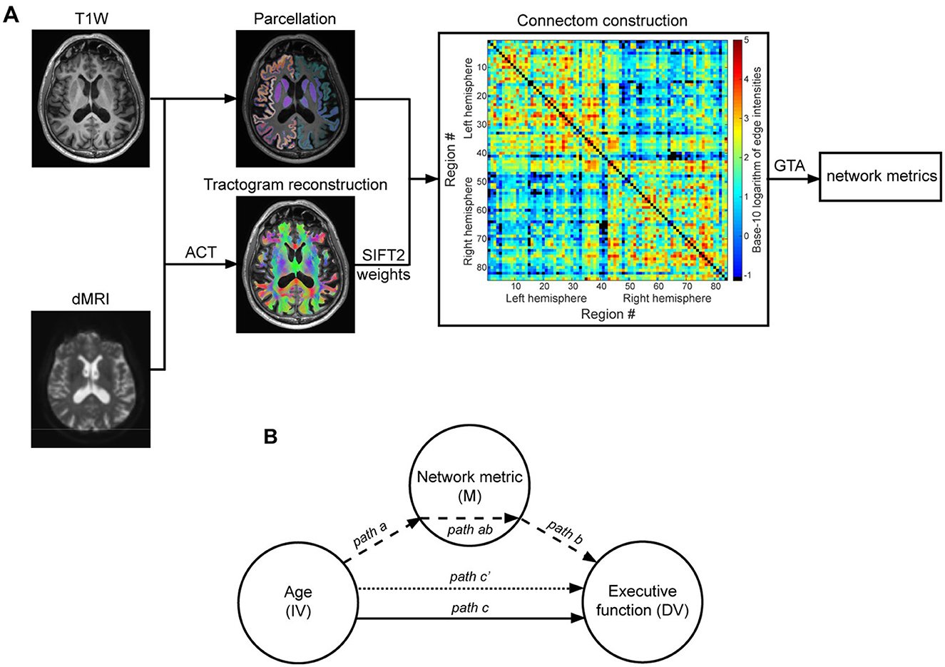 Diagram showing two panels: A and B. Panel A illustrates a workflow for brain connectome construction using T1-weighted and diffusion MRI images. It includes steps like parcellation, tractogram reconstruction with SIFT2 weights, and visualization of a colored connectome matrix for network metrics. Panel B presents a mediation model with three circles labeled: Age (IV), Network metric (M), and Executive function (DV), connected by paths labeled a, b, c, ab, and c', indicating relationships.