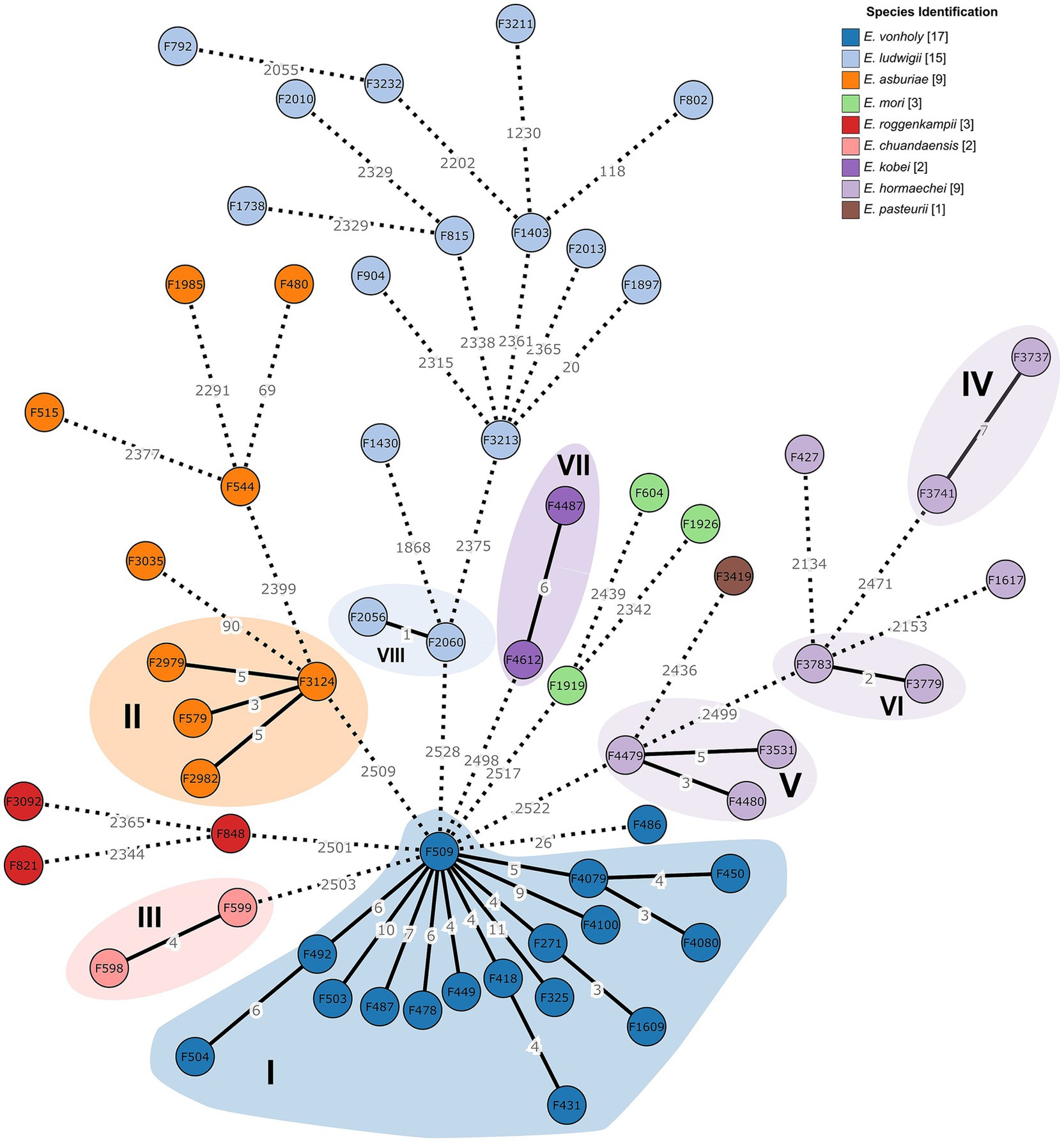 Network diagram depicting species identification in a phylogenetic tree. Circles represent species with different colors as noted in the legend. Lines connect related species, illustrating evolutionary relationships. Groups are labeled I to VIII with shaded regions highlighting clusters. Dotted lines denote connections not closely related, while solid lines indicate a closer relationship.