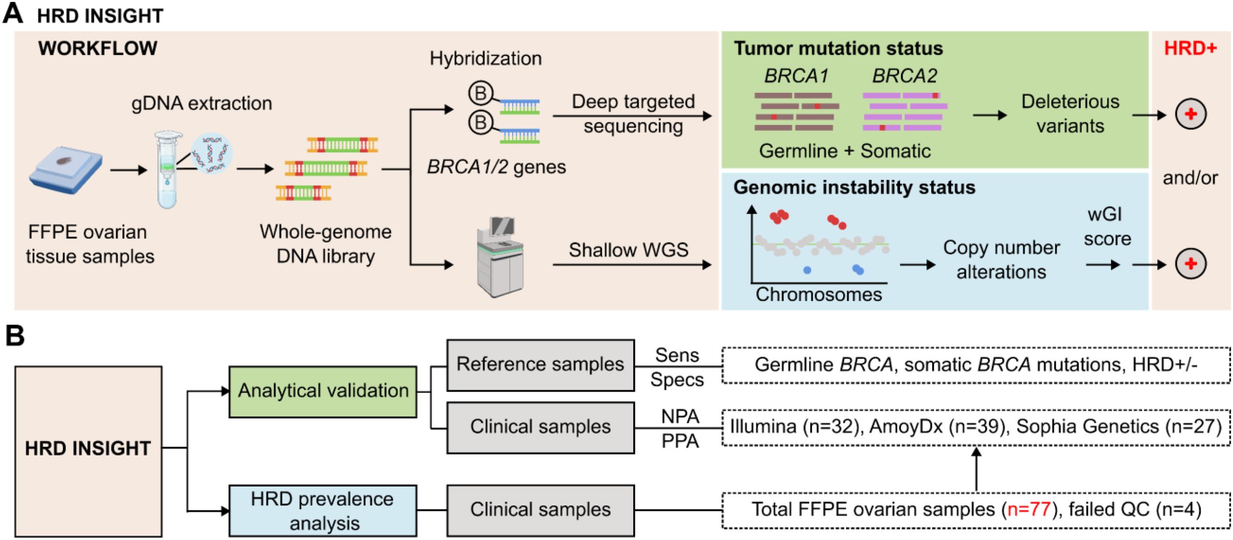 Diagram illustrating the HRD Insight workflow. Part A shows the process from FFPE ovarian tissue samples through gDNA extraction and whole-genome DNA library creation to hybridization with BRCA1/2 genes. This includes deep targeted sequencing and shallow whole-genome sequencing, assessing tumor mutation status and genomic instability for HRD positivity. Part B details the validation process using reference and clinical samples, showing the testing of germline and somatic BRCA mutations with companies like Illumina, AmoyDx, and Sophia Genetics on a total of 77 ovarian samples, with 4 failing quality control.