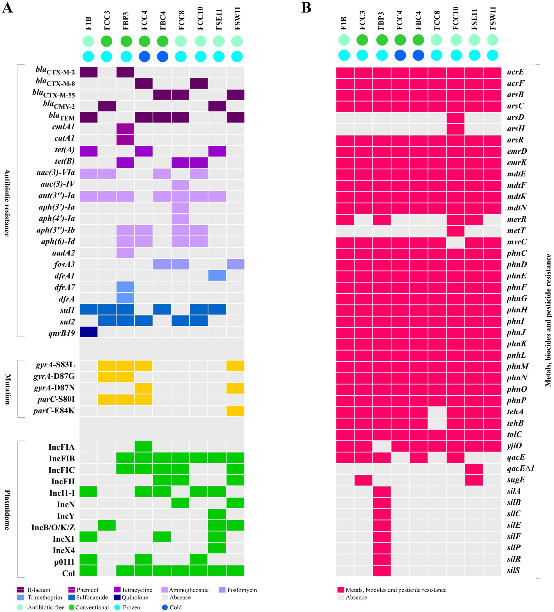 Heatmap showing distribution of resistance genes and mutations in samples labeled F1B to ESM11. Section A depicts antibiotic resistance and mutations across various samples, with colors representing different antibiotics: B-lactam, trimethoprim, phenicol, tetracycline, aminoglycoside, and more. Section B highlights metals, biocides, and pesticide resistance, all marked in red. Each row corresponds to a specific gene or mutation, and the presence or absence in each sample is indicated by filled or empty squares.
