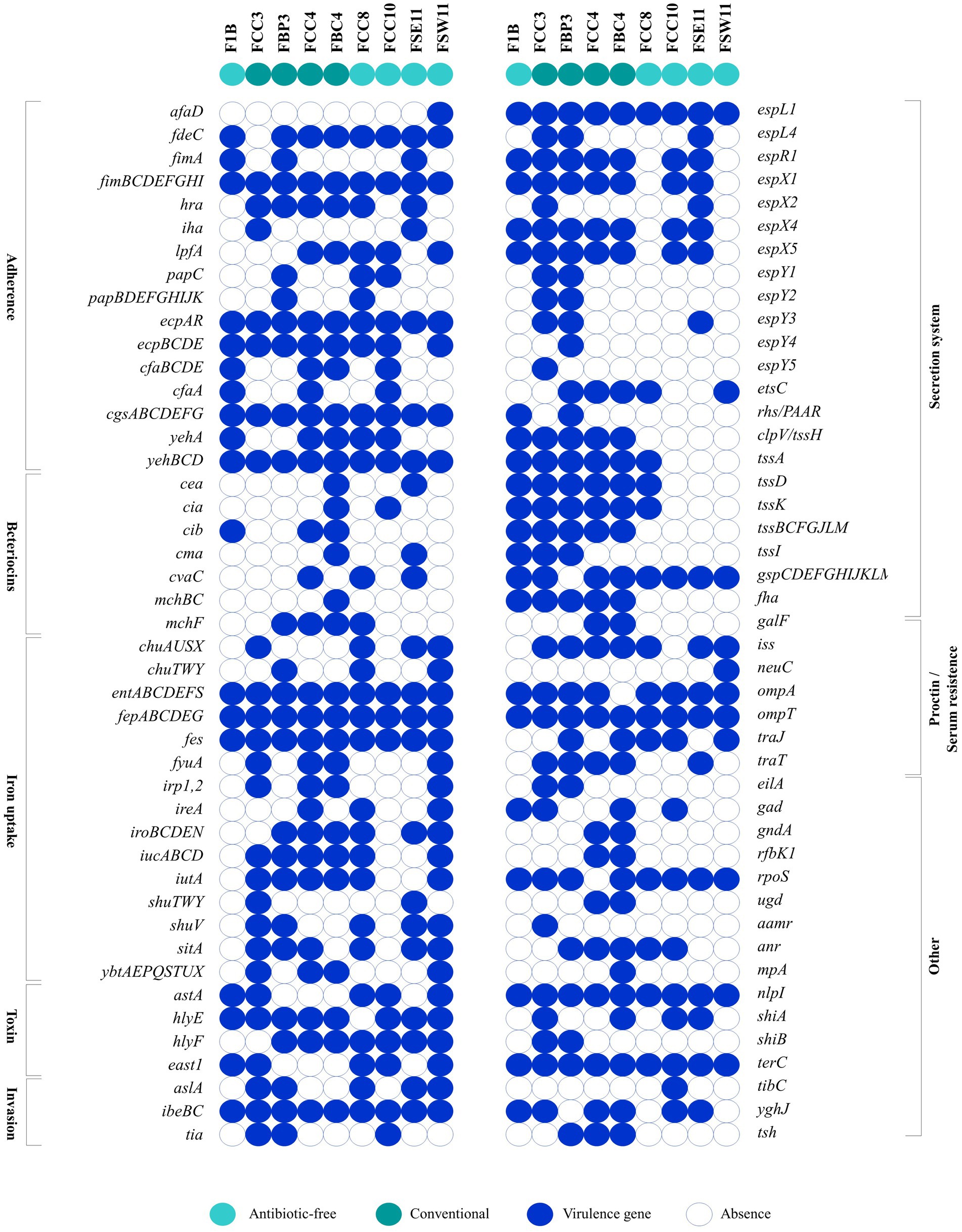 Chart displaying the presence of various genes in different bacterial strains (F1B, FCC3, FBC3, etc.). Categories include adherence, secretion systems, bacteriocins, iron uptake, toxins, invasion, protein secretion systems, and others. Virulence genes are marked in blue, antibiotic-free genes in light green, conventional genes in dark green, and absence in white.
