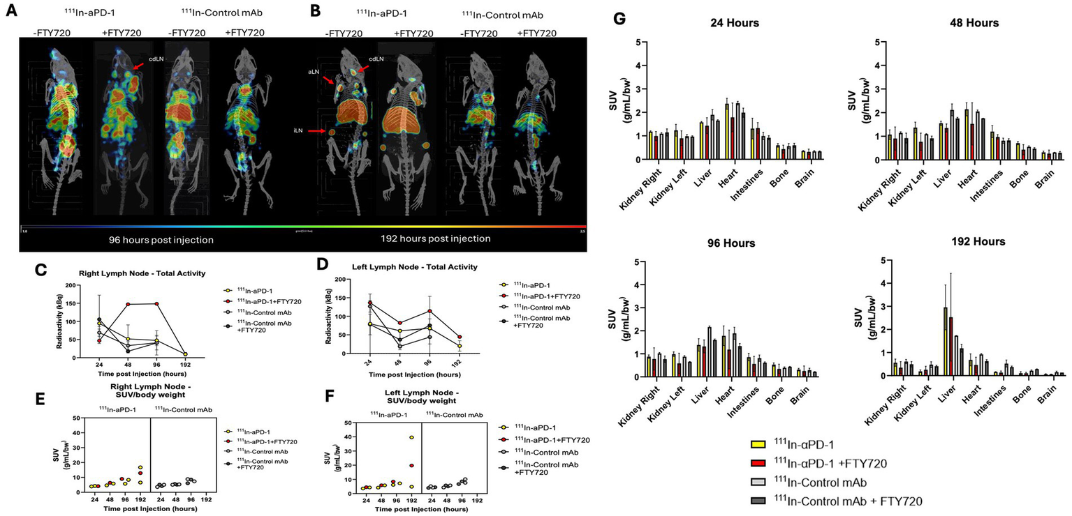 Composite image showing biodistribution analysis in mice. Panels A and B depict immunoPET scans post-injection with different ¹¹¹In-labeled antibodies, illustrating uptake in lymph nodes and organs at 96 and 192 hours. Panels C and D present graphs of total radiotracer activity in right and left lymph nodes over time. Panels E and F show the Standard Uptake Value (SUV) ratios of antibodies in lymph nodes. Panel G displays SUV bar graphs for organs at 24, 48, 96, and 192 hours, comparing treatments. The color key distinguishes between different antibody treatments.