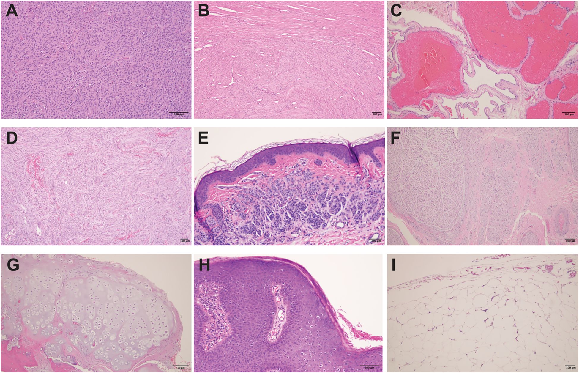 Composite image showing nine histological slides, labeled A to I. Each slide displays different tissue structures stained in shades of pink and purple, revealing various cellular formations and patterns. The magnifications and types of tissues vary across the images, highlighting diverse histological features. Scale bars are present in some images for reference.