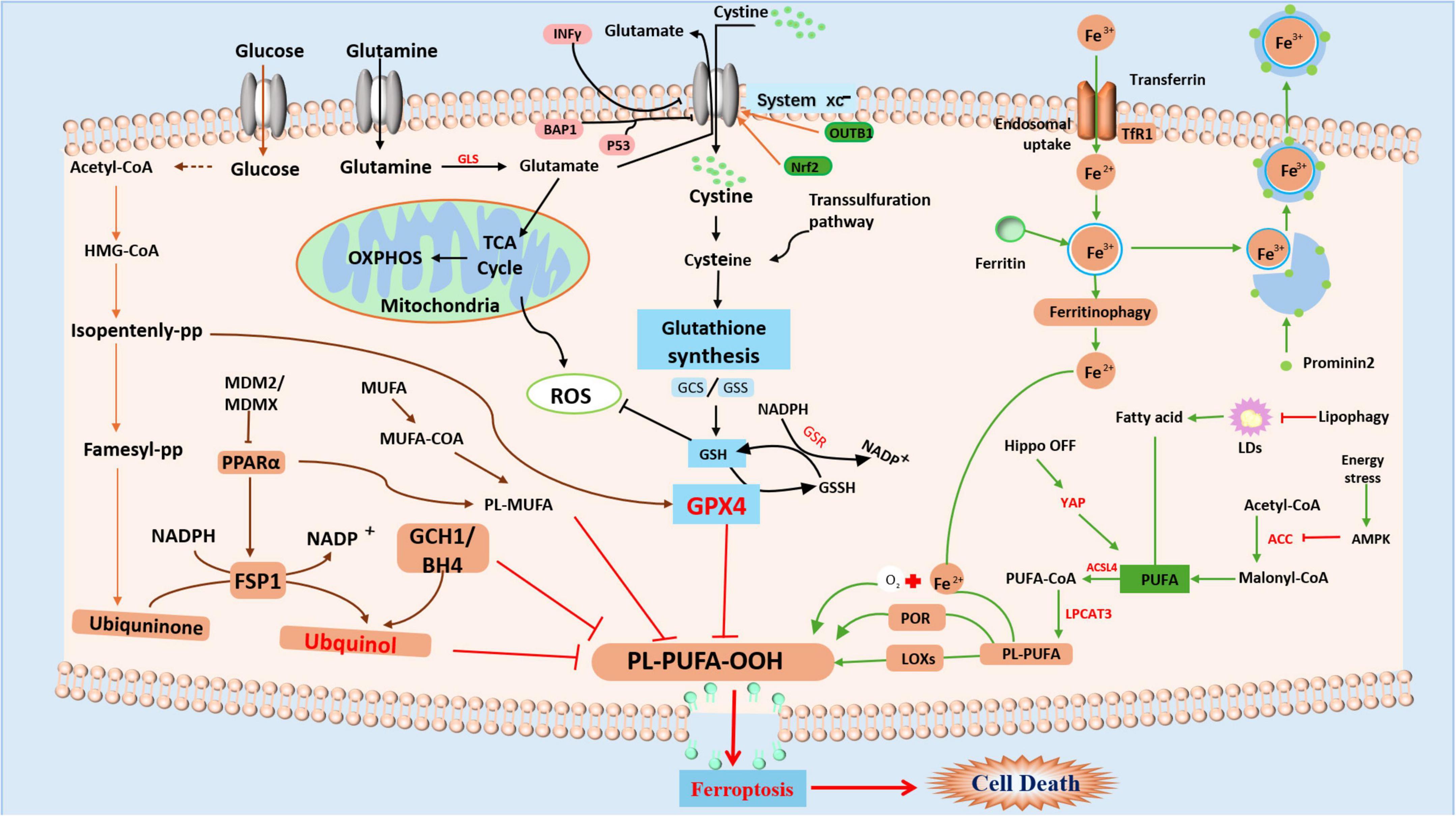 Diagram illustrating cellular processes involved in ferroptosis. It shows the interactions between glucose, glutamine, and cystine import, and the synthesis of glutathione. Key components include GPX4, reactive oxygen species (ROS), and lipid peroxidation of polyunsaturated fatty acids (PL-PUFA-OOH). Various proteins and pathways are labeled, such as PPAR?, ACC, and ferritinophagy, highlighting their roles in cell death processes. Arrows depict the flow of metabolites and indicate the regulatory mechanisms within the cell membrane and mitochondria, leading to ferroptosis and cell death.