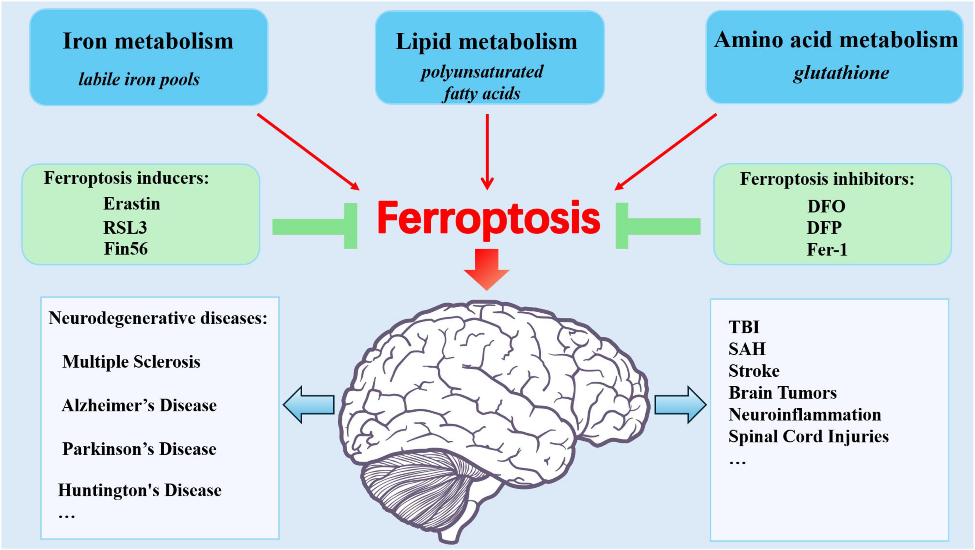 Diagram illustrating the role of iron, lipid, and amino acid metabolism in ferroptosis, a cell death process. The image includes ferroptosis inducers (Erastin, RSL3, Fin56) and inhibitors (DFO, DFP, Fer-1). Connections are shown to neurodegenerative diseases like Multiple Sclerosis and Alzheimer’s, as well as conditions such as stroke and spinal cord injuries. A brain graphic is central.