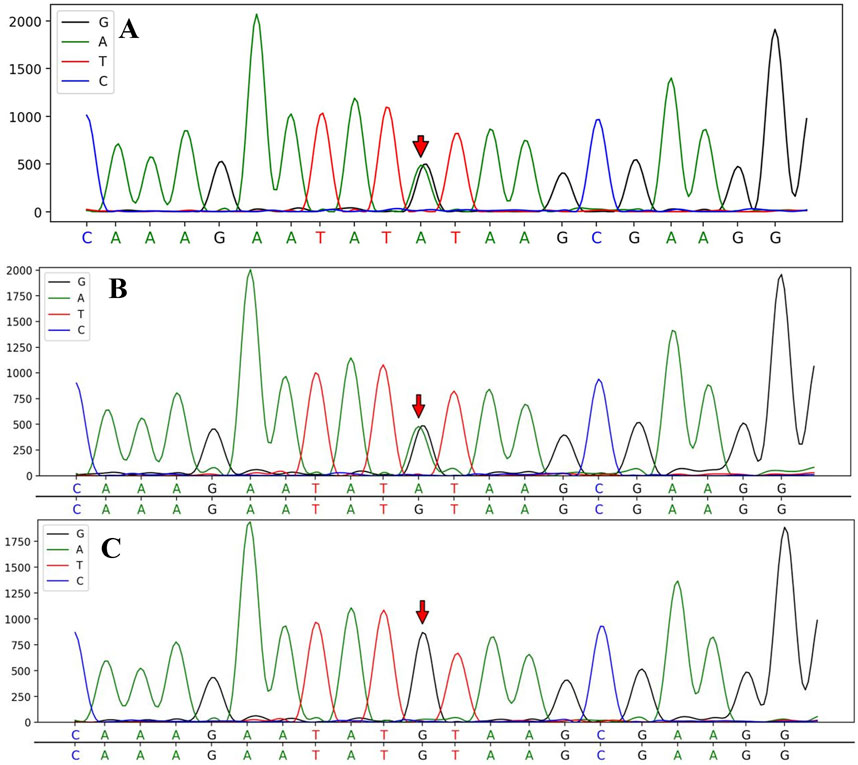 DNA sequencing chromatograms labeled A, B, and C. Each graph shows peaks representing nucleotide bases: G (black), A (green), T (red), C (blue). Red arrows point to specific bases, indicating variations or areas of interest.