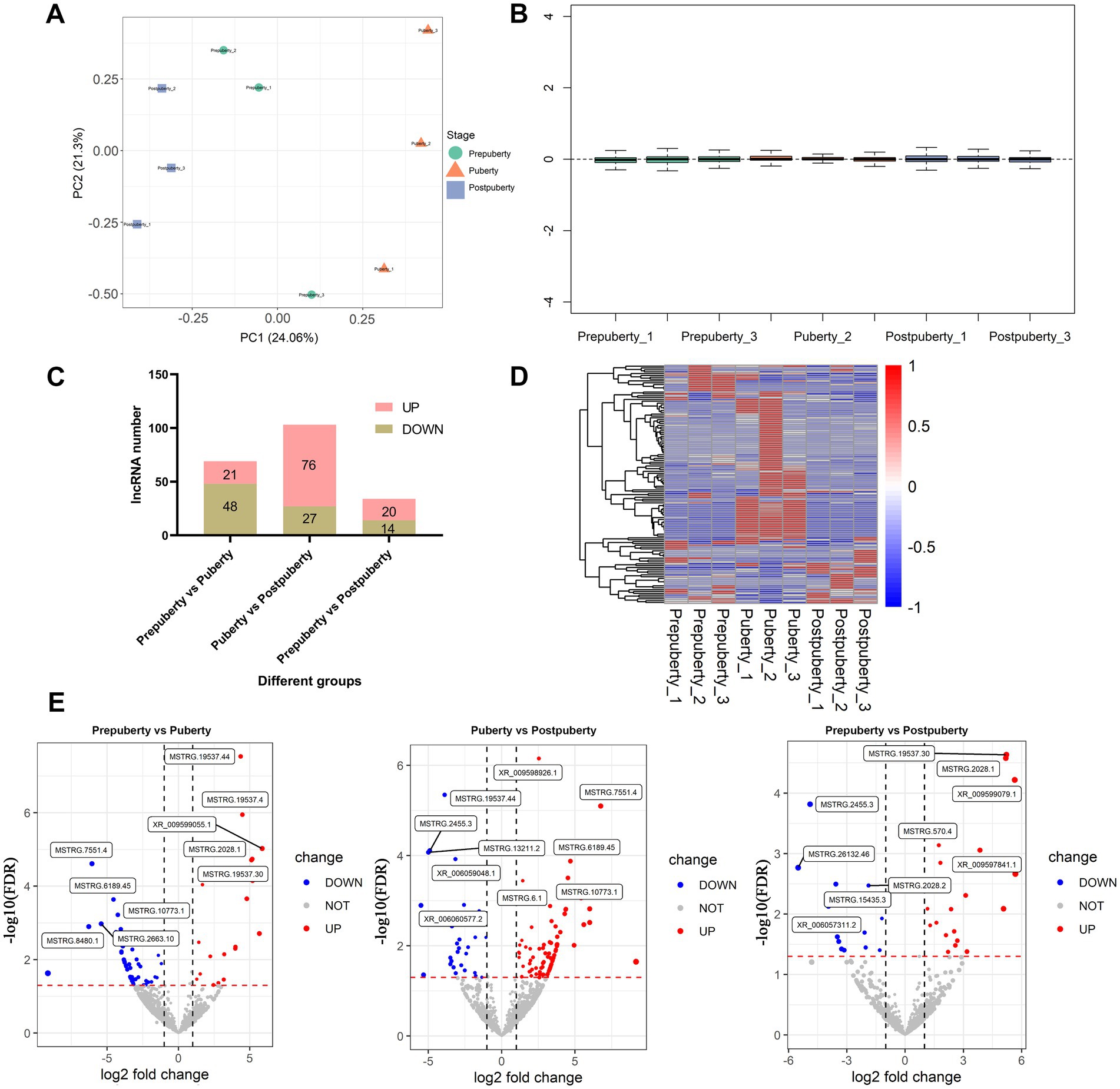 Five-panel figure showing RNA analysis across puberty stages:A. PCA plot differentiating stages: Prepuberty (orange triangles), Puberty (blue circles), Postpuberty (green squares).B. Box plot with expression levels across samples for each stage.C. Bar graph showing upregulated (pink) and downregulated (green) lncRNA numbers in group comparisons.D. Heatmap with hierarchical clustering of samples across stages.E. Volcano plots for gene expression changes: Prepuberty vs. Puberty, Puberty vs. Postpuberty, Prepuberty vs. Postpuberty. Points indicate upregulated, downregulated, and unchanged genes.