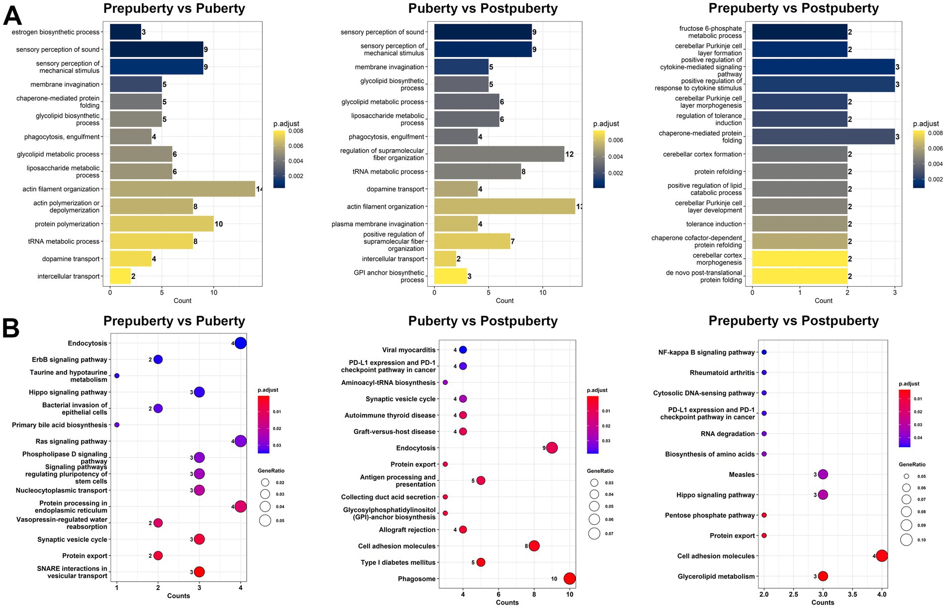 Comparison of biological processes and signaling pathways across puberty stages. Panel A displays bar charts for changes in processes between prepuberty vs. puberty, puberty vs. postpuberty, and prepuberty vs. postpuberty. Panels B show bubble plots for signaling pathways with differences in counts and gene ratios, highlighting key pathways like NF-kappa B signaling and viral myocarditis. Color gradients represent adjusted p-values.