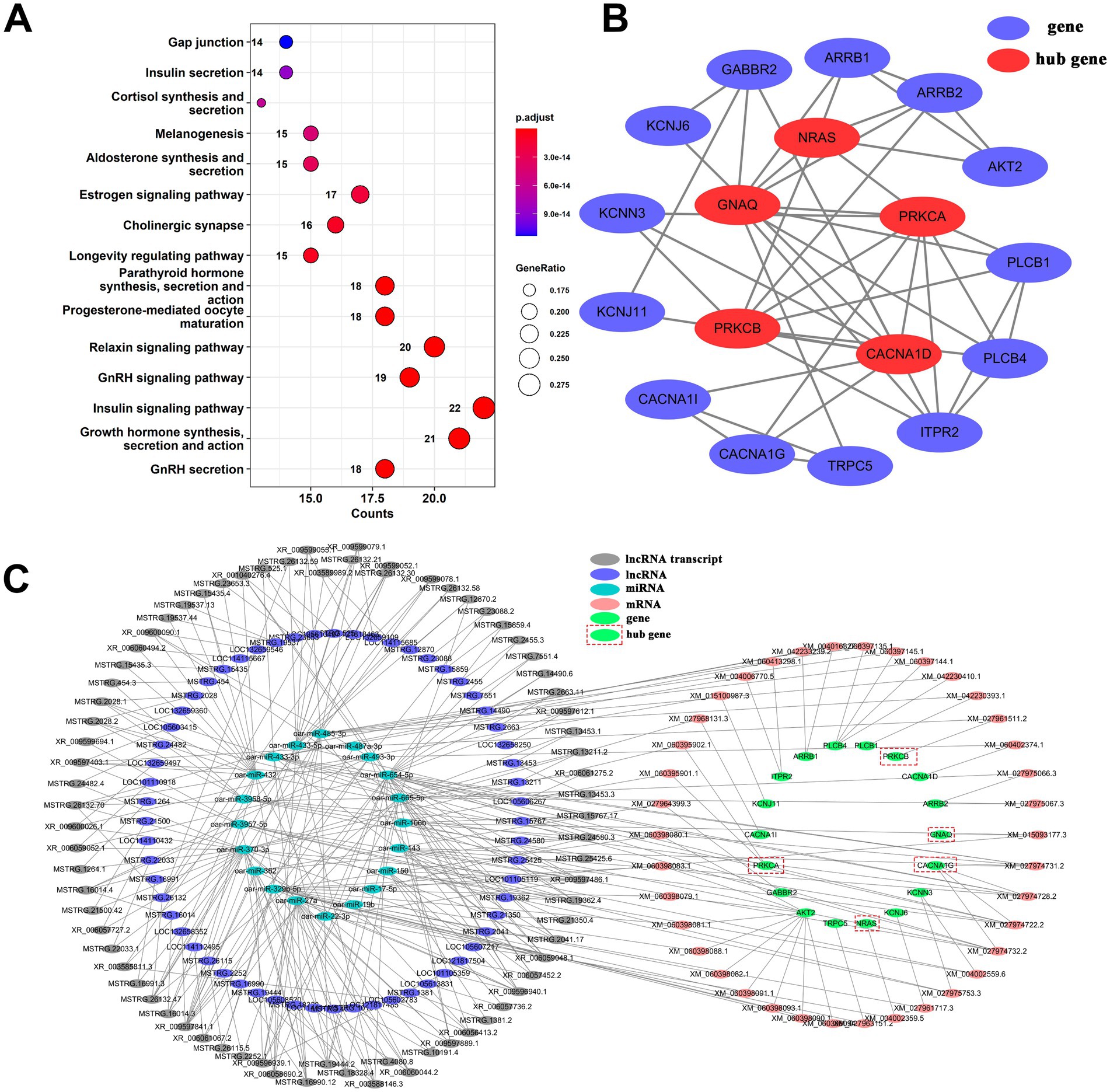 A composite image with three panels:A: A dot plot showing gene enrichment analysis across various biological pathways. Larger, redder dots indicate higher gene ratios and lower p-values, with pathways like