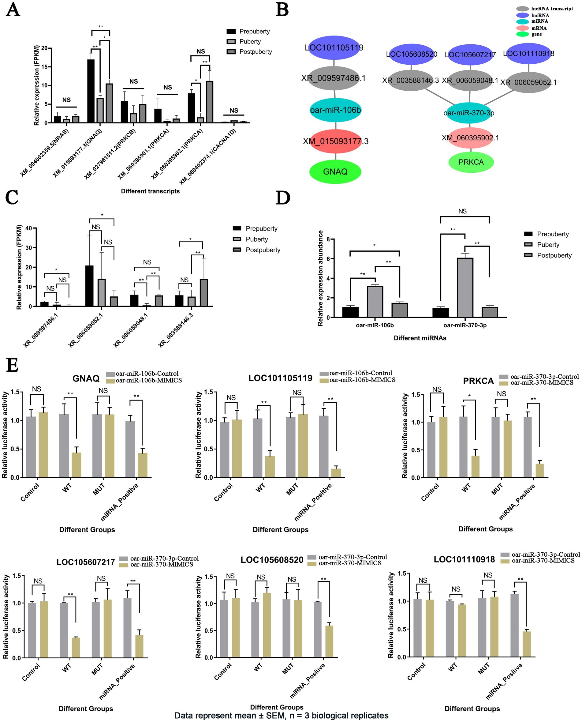 Graphs and diagrams illustrate the expression and regulation of genes and miRNAs at different life stages and conditions. Panel A shows bar graphs of transcript expression for prepuberty, puberty, and postpuberty; B is a diagram of miRNA-gene interactions; C displays transcript expression; D shows miRNA abundance; E illustrates relative luciferase activity across different groups. Statistical significance is denoted by asterisks.