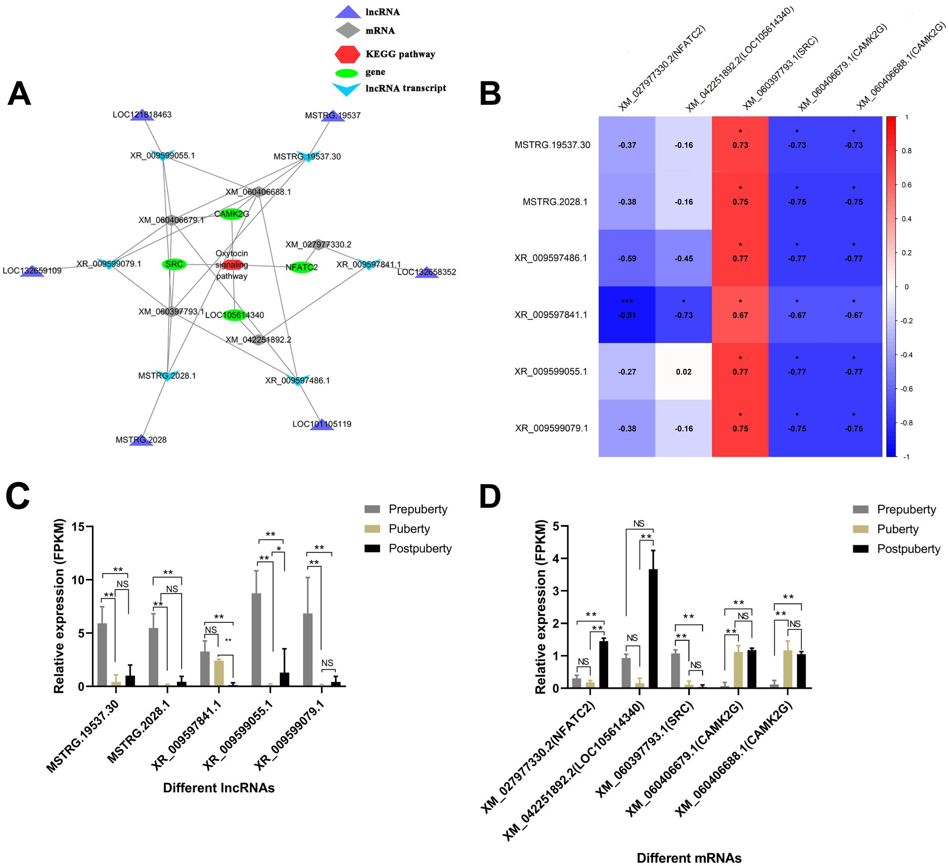 A composite image of four panels depicting a KEGG pathway network and gene expression levels: Panel A shows a network diagram with various nodes representing lncRNA, mRNA, genes, and pathways, connected by lines. Panel B displays a heatmap illustrating correlation coefficients between different transcripts, with color variations indicating levels of expression. Panel C presents a bar chart showing the relative expression of different lncRNAs during prepuberty, puberty, and postpuberty stages, with statistically significant differences noted. Panel D features a similar bar chart for different mRNAs, with expression differences across developmental stages highlighted.