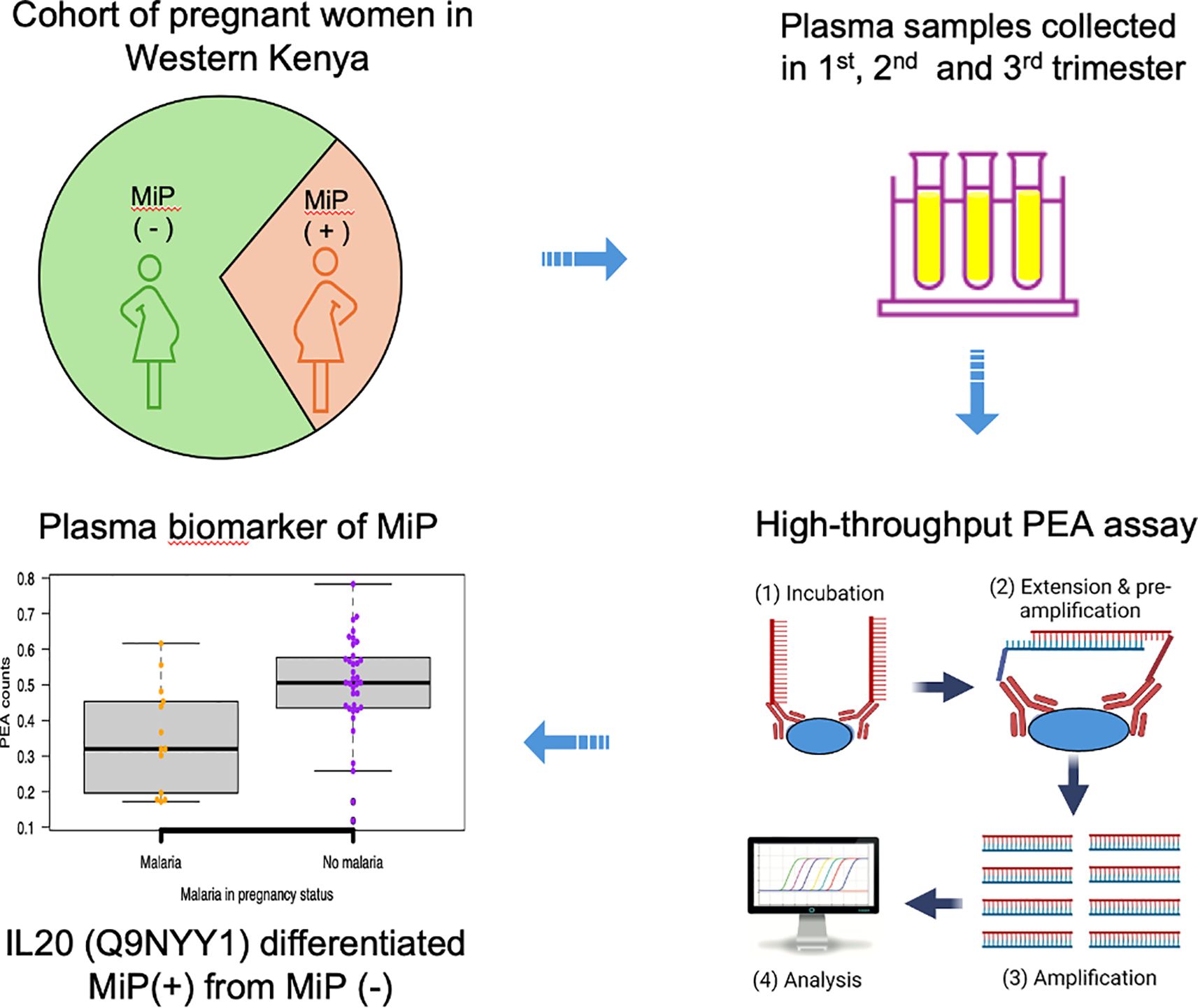 Diagram illustrating the study of pregnant women in Western Kenya. It shows a pie chart of women with and without malaria in pregnancy (MiP) and the collection of plasma samples across all trimesters. High-throughput PEA assay steps include incubation, extension and pre-amplification, amplification, and analysis. A box plot illustrates IL20 as a plasma biomarker differentiating MiP positive from MiP negative.