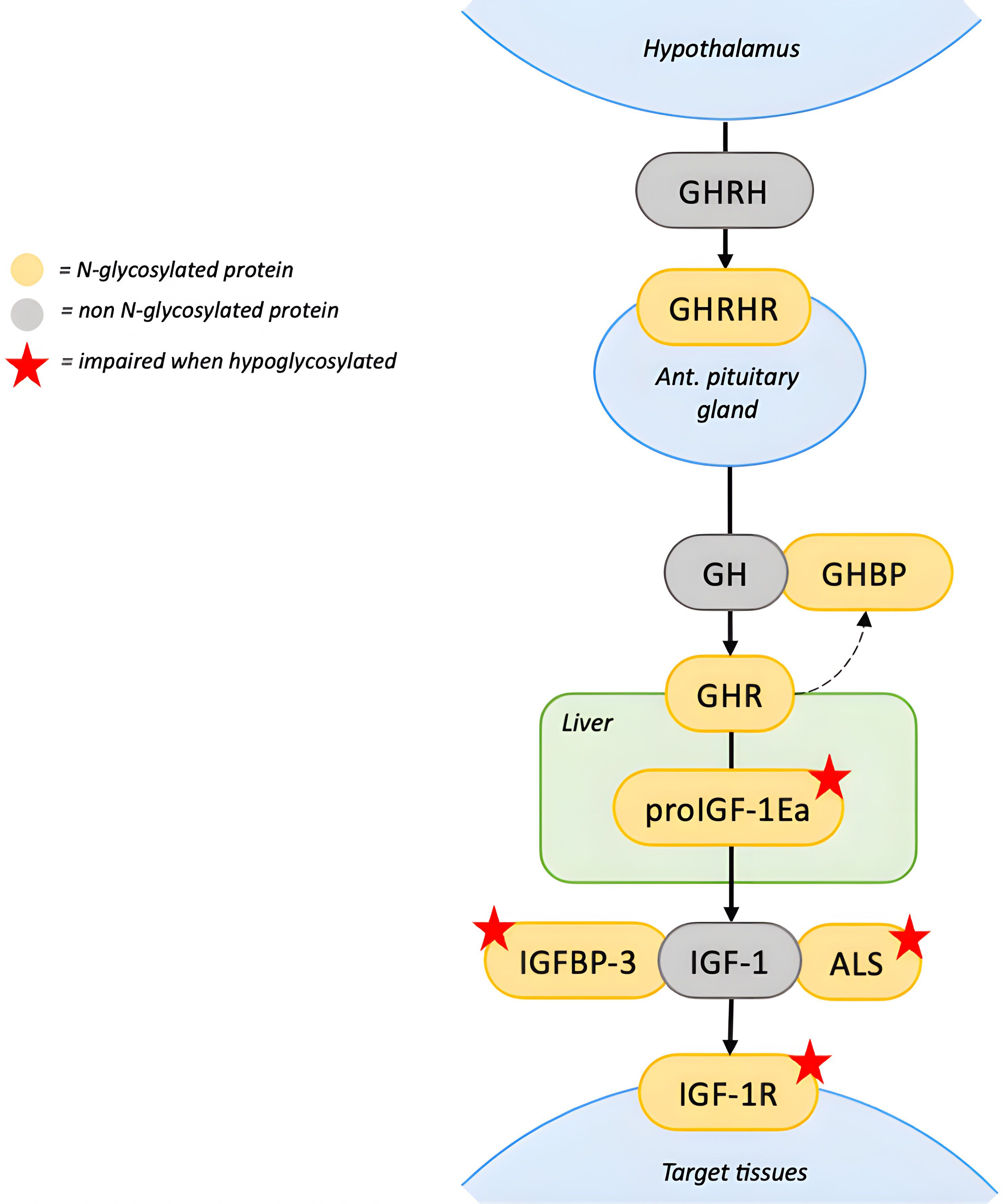 Flowchart illustrating the growth hormone (GH) signaling pathway. The hypothalamus releases GHRH, which binds to GHRHR on the pituitary gland, stimulating GH secretion. GH and its binding protein (GHBP), derived from proteolytic cleavage of GH receptors, enter circulation and bind to GHR on hepatocytes, activating downstream signaling. This induces production of proIGF-1Ea, IGFBP-3, and ALS in the liver. These form a ternary complex with IGF-1, which acts on IGF-1R in target tissues. N-glycosylated proteins are shown in yellow, non-N-glycosylated in gray, and red stars indicate dysfunction when hypoglycosylated.