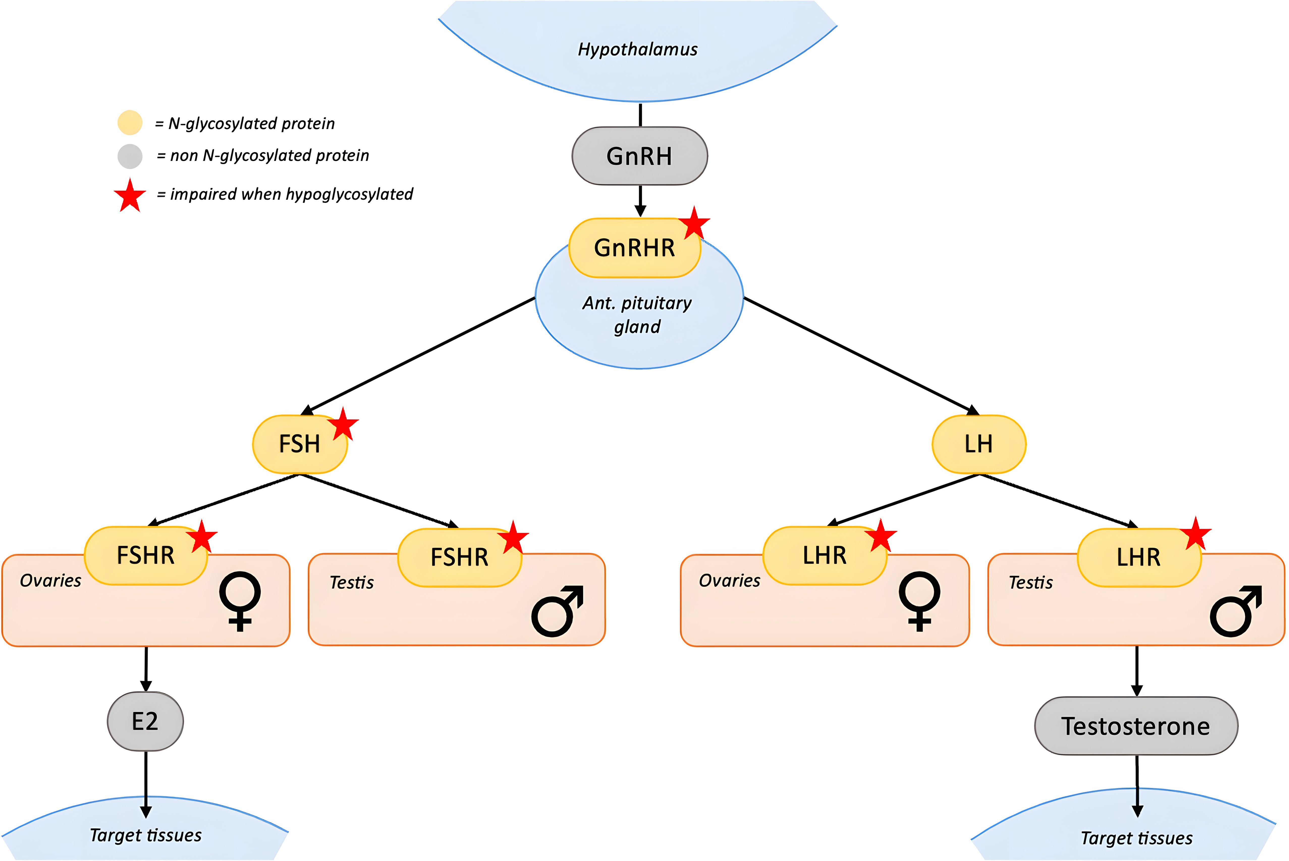 Flowchart depicting the hormonal pathway involving the hypothalamus, GnRH, and the anterior pituitary gland. It shows the roles of FSH and LH hormones, with N-glycosylated proteins marked in yellow, non-glycosylated proteins in gray, and impaired functions when hypoglycosylated indicated by red stars. FSH acts on FSHR in ovaries and testis, leading to E2 production, while LH acts on LHR, producing testosterone.