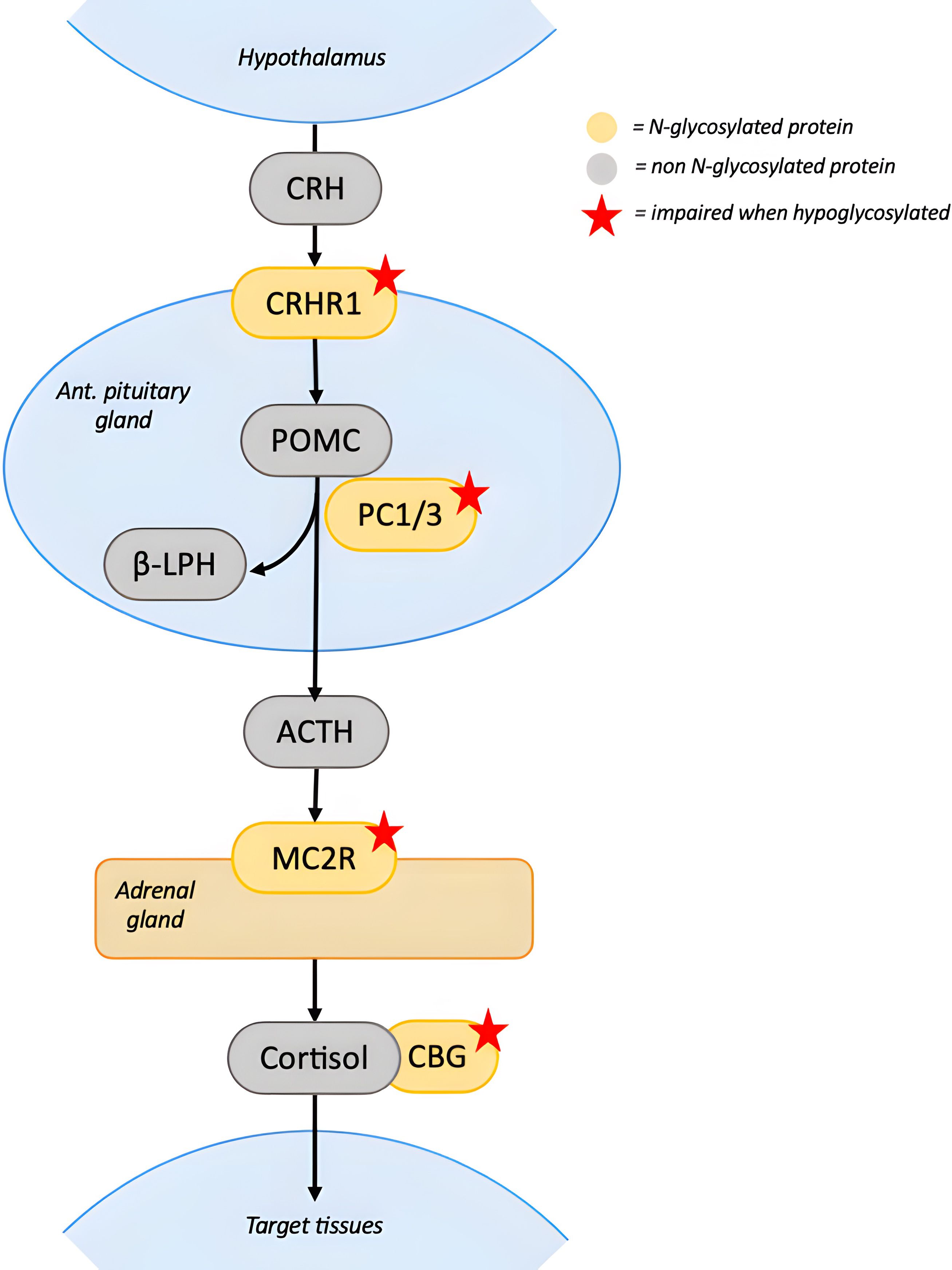 Flowchart illustrating the hormonal cascade from hypothalamus to target tissues. It involves CRH to CRHR1 in the anterior pituitary, producing POMC. This splits into β-LPH and ACTH, which activates MC2R in the adrenal gland to produce cortisol. N-glycosylated proteins are shown in yellow, non N-glycosylated in gray. Proteins impaired when hypoglycosylated have a red star.
