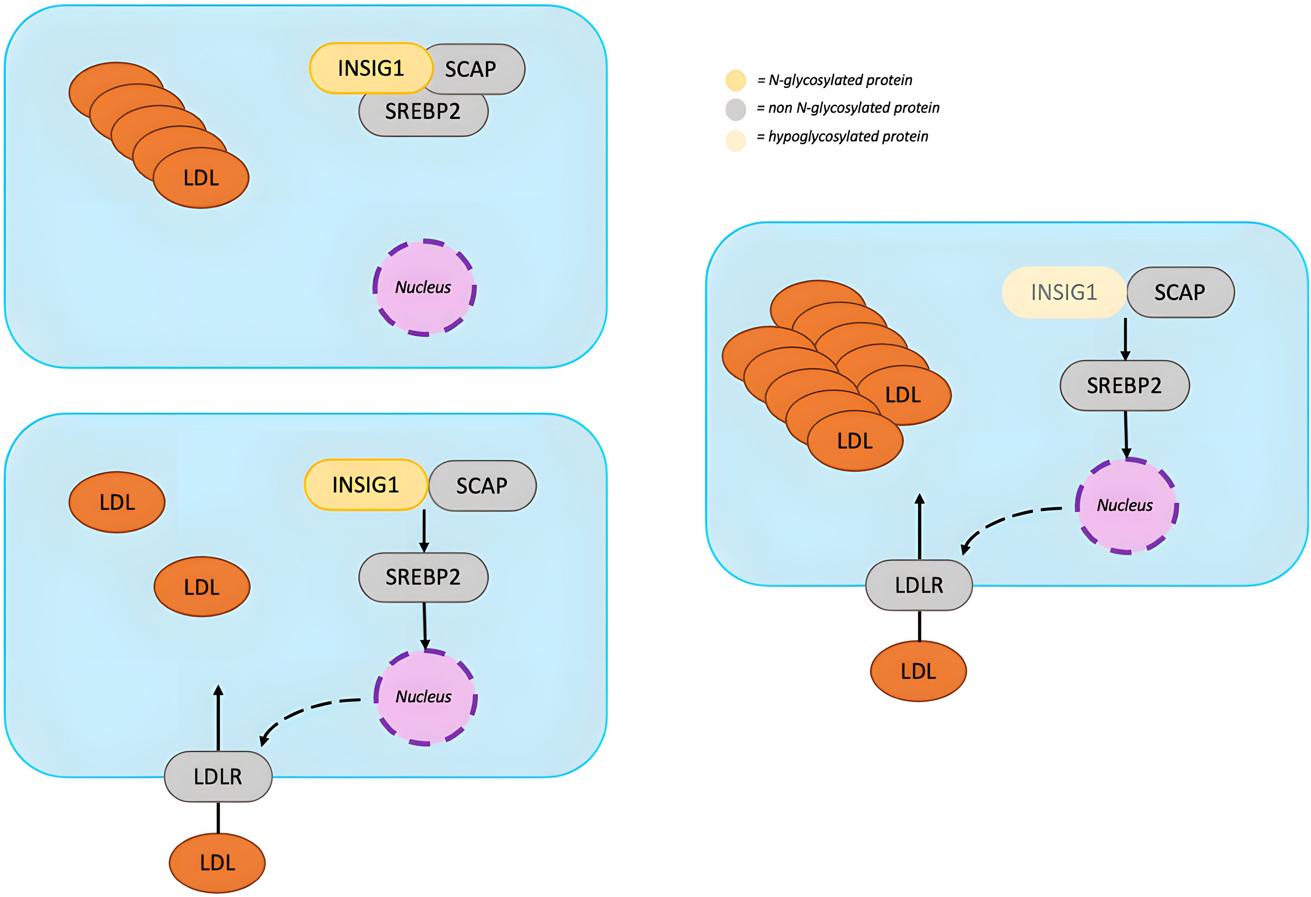 Diagram depicting the regulation of low-density lipoprotein (LDL) and SREBP2. Three panels show different states with varying LDL levels interacting with proteins INSIG1, SCAP, SREBP2, and LDLR. Proteins are categorized by glycosylation status: N-glycosylated (yellow), non N-glycosylated (gray), and hypoglycosylated (light yellow). The nucleus is indicated in purple. Arrows illustrate interactions and movement between these components.