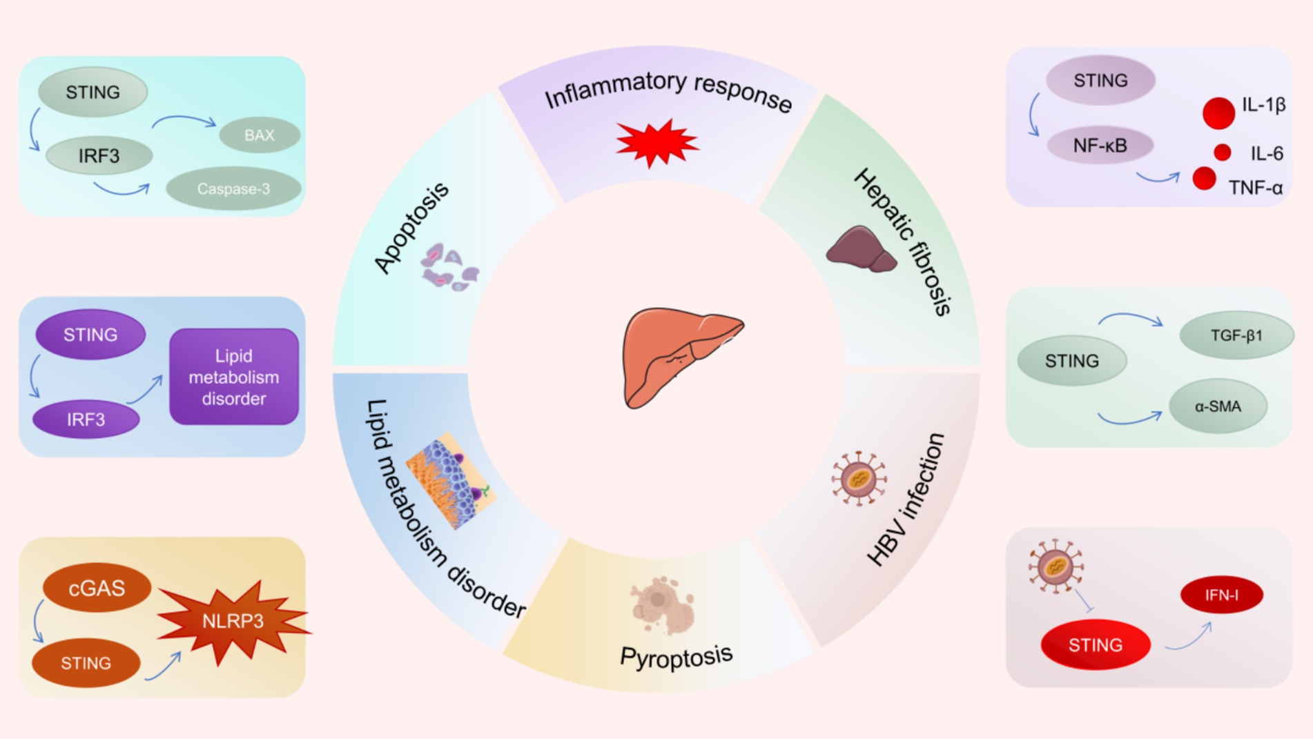 Frontiers cGAS STING pathway as a promising target for digestive Frontiers cGAS STING pathway as a promising target for digestive