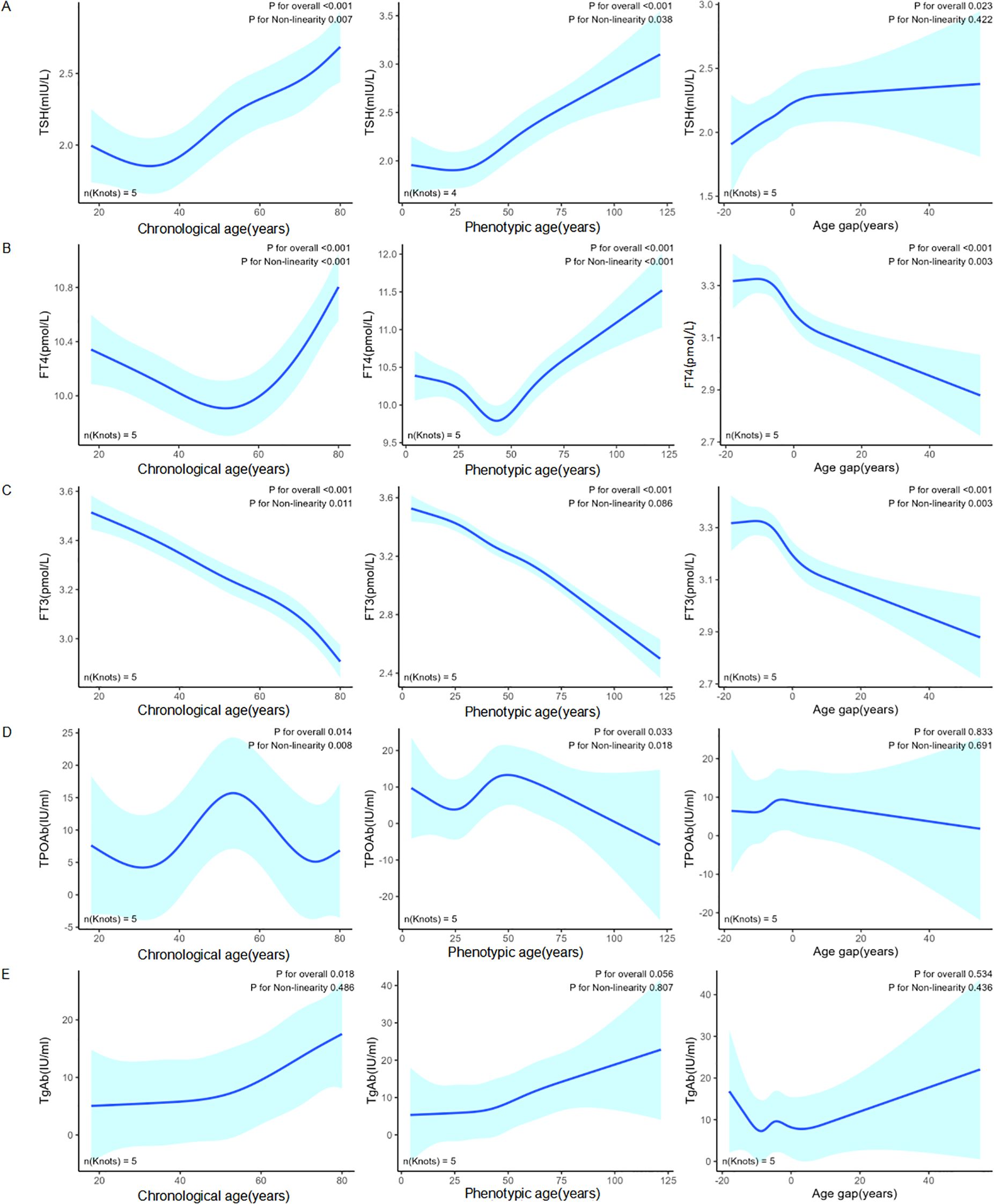Graphs showing the relationship between age metrics and various thyroid-related measures (TSH, FT4, FT3, TPOAb, TgAb). Each row (A-E) represents a different measure plotted against chronological age, phenotypic age, and age gap. The solid lines indicate trends, with shaded areas representing confidence intervals. Statistical significance for overall trends and non-linearity is noted in each graph.