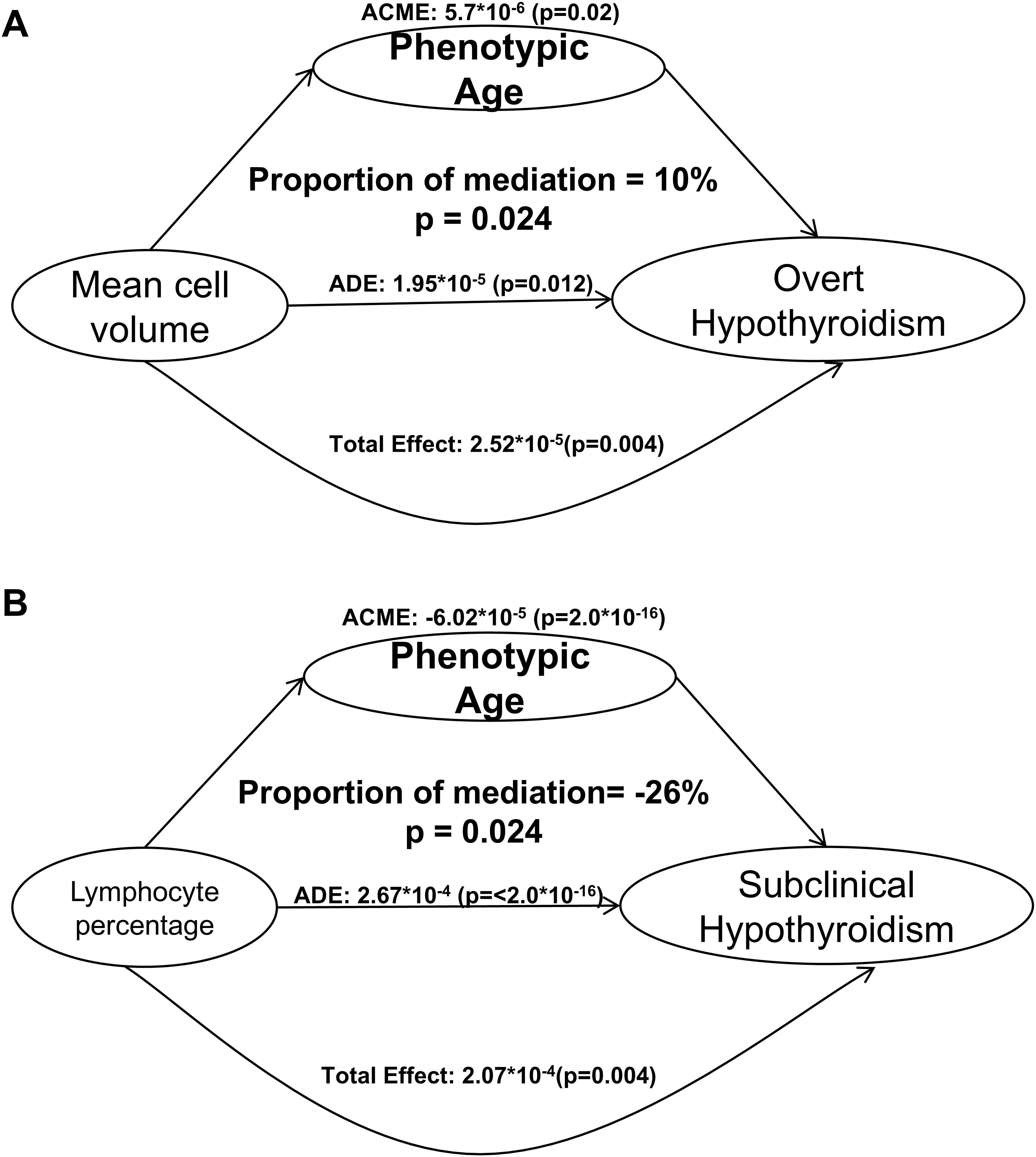 Diagram illustrating two mediation analyses. Panel A: Shows the relationship between mean cell volume, phenotypic age, and overt hypothyroidism. The arrows indicate a total effect of 2.52 times ten to the negative five, p equals 0.004, ACME of 5.7 times ten to the negative six, p equals 0.02, ADE of 1.95 times ten to the negative five, p equals 0.012, with a 10% proportion of mediation, p equals 0.024. Panel B: Displays the relationship between lymphocyte percentage, phenotypic age, and subclinical hypothyroidism. It shows a total effect of 2.07 times ten to the negative four, p equals 0.004, ACME of negative 6.02 times ten to the negative five, p equals 2.0 times ten to the negative sixteen, ADE of 2.67 times ten to the negative four, p equals less than or equal to 2.0 times ten to the negative sixteen, with a negative 26% proportion of mediation, p equals 0.024.