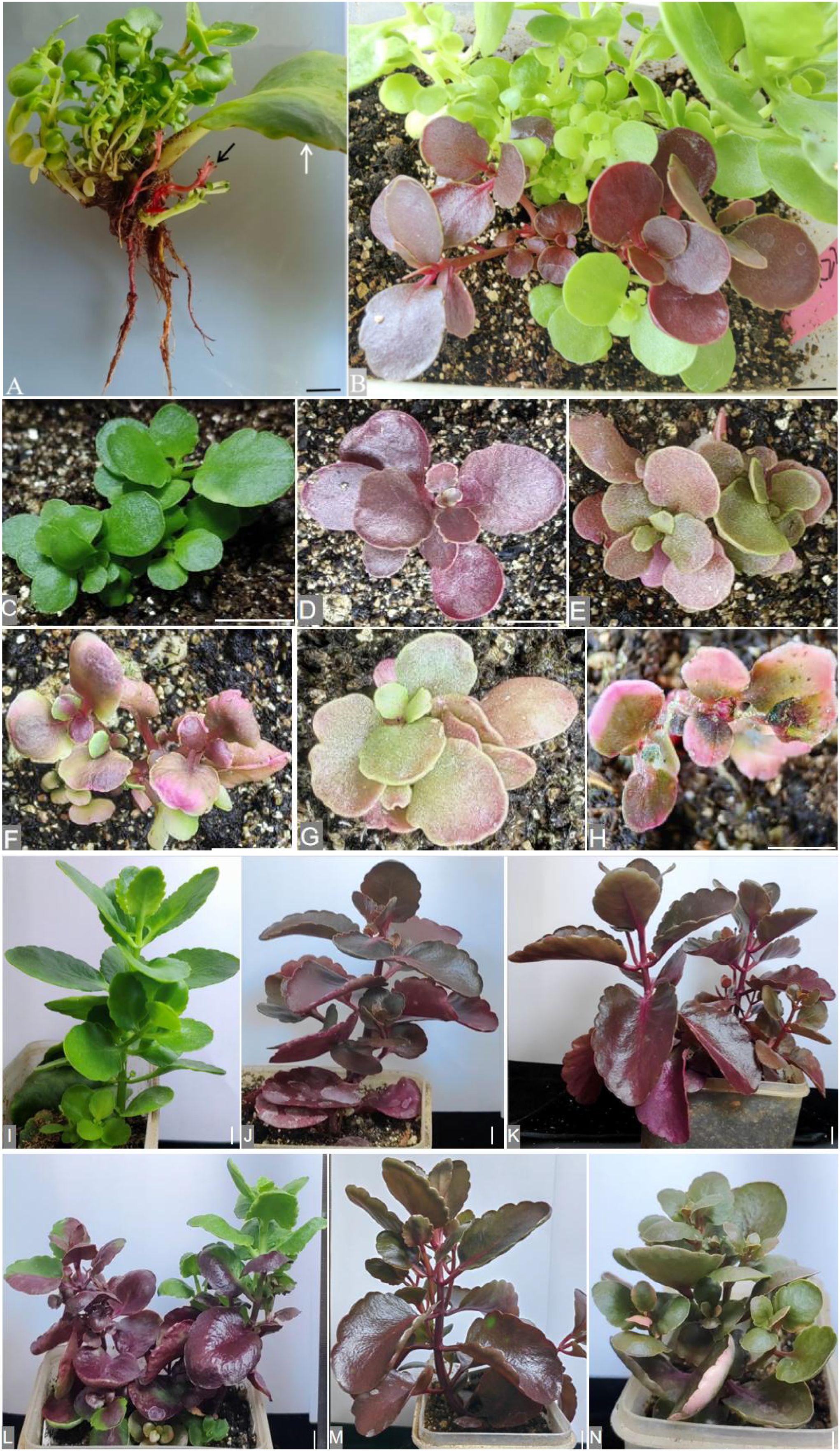 Various images show different growth stages and varieties of succulent plants with varying leaf colors, from green to reddish-purple. The plants are set in pots or soil, with some showing detailed roots and stems. Each stage, labeled A to N, illustrates distinct morphological features, highlighting the diversity in leaf shape, texture, and coloration.