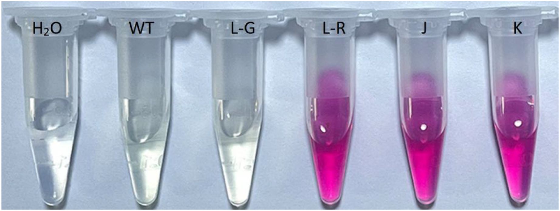 Six labeled microcentrifuge tubes in a row. The first three tubes (labeled Hâ‚‚O, WT, L-G) contain a clear liquid. The next three tubes (labeled L-R, J, K) contain a pink liquid.