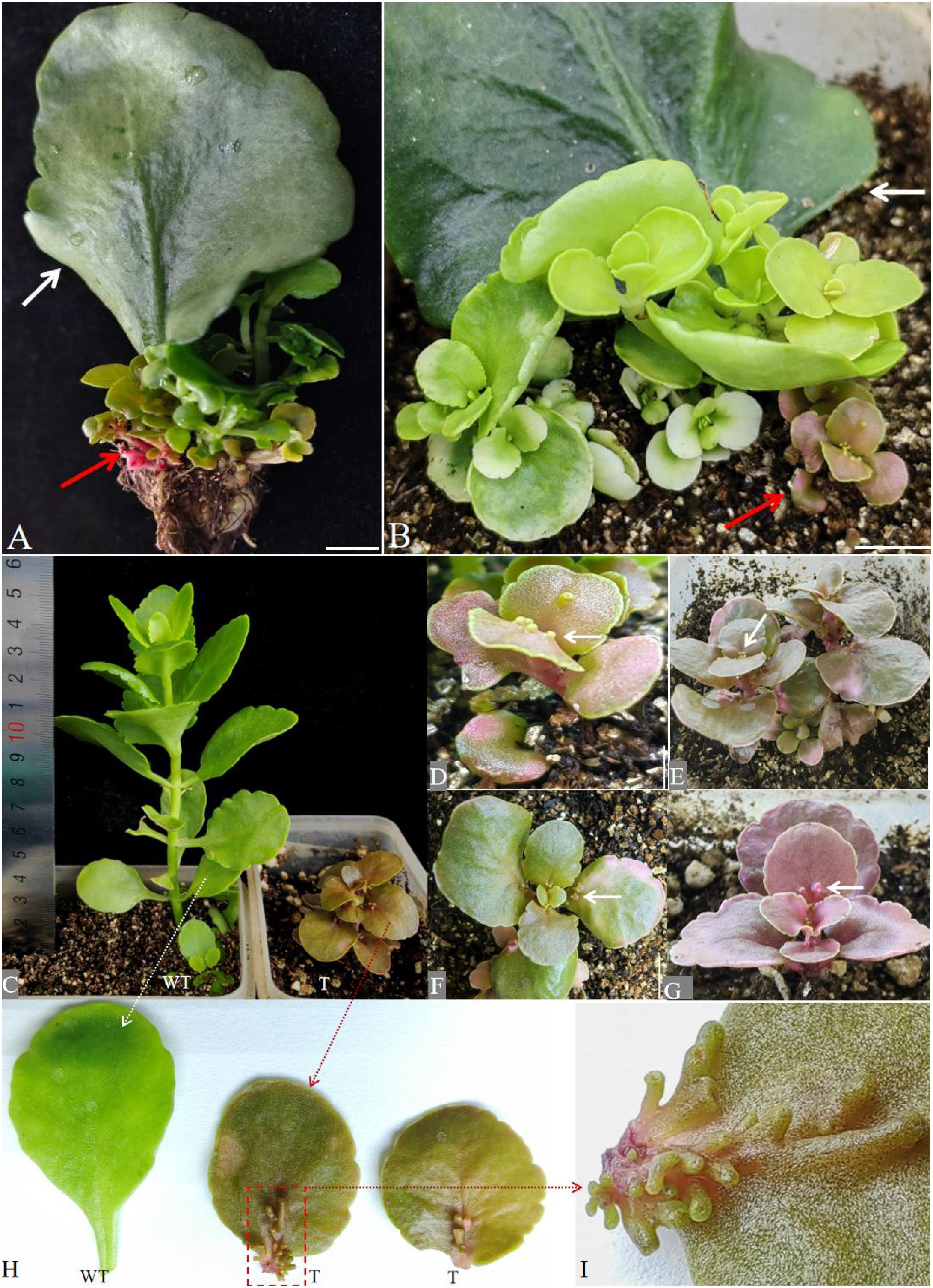 Various images of plant leaves and seedlings. Panel A shows a large leaf with smaller plants growing at the base. Panel B highlights seedlings with a mix of green and pink hues. Panel C displays a tall plant next to smaller plants with a ruler for scale. Panels D to G show close-ups of seedlings with varied coloration and leaf shapes. Panel H compares different leaf types, and Panel I provides a close-up of a leaf detail. Arrows indicate specific features in each image.