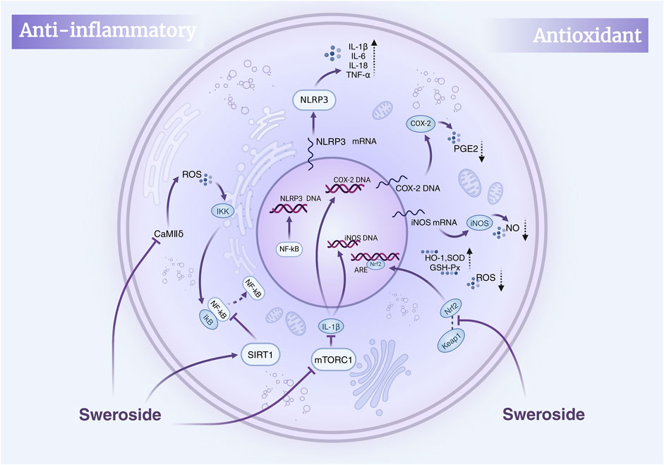 Illustration of a cellular mechanism depicting the effects of Swenoside as anti-inflammatory and antioxidant. Key pathways and molecules include CaMIIδ, IKK, NLRP3, NF-kB, SIRT1, mTORC1, COX-2, and iNOS. The diagram shows how Swenoside influences inflammatory markers like IL-1β, IL-6, IL-18, TNF-α, and antioxidant responses through ROS, PGE2, NO, and Nrf2. Complex interactions between DNA, RNA, and proteins highlight cellular responses.
