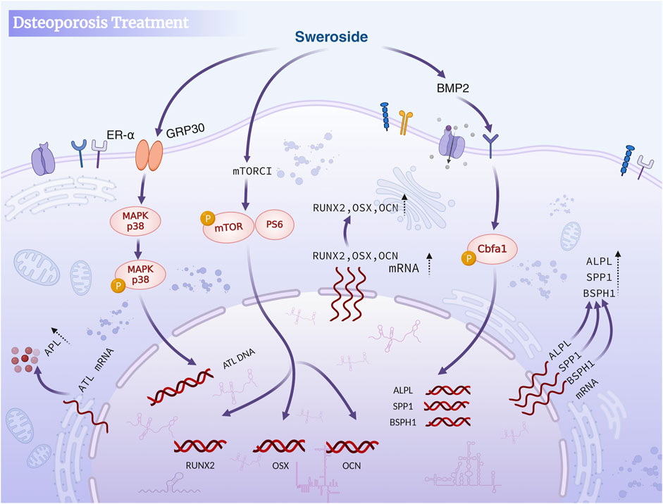 Illustration of osteoporosis treatment pathway involving Swenoside. Key components include ER-α, GRP30, MAPK p38, mTOR, PS6, BMP2, Cbfa1, and various genes like RUNX2, OSX, and OCN. Pathway interactions depict gene expression and phosphorylation processes within cellular structures like mitochondria and the nucleus.