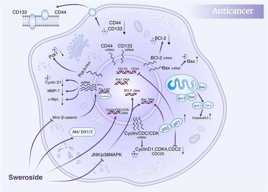 Diagram of anticancer pathways influenced by Sweroside, showing cellular processes. Includes CD133, CD44, BCI-2, Bax mRNA and proteins like Cyclin D1, MMP-7, c-Myc, Bcl-2, Bax, p53, and p21. Pathways depicted include Wnt/β-catenin, Akt/Erk1/2, and JNK/p38MAPK, leading to cellular responses. Molecular interactions involve DNA, mRNA, and proteins affecting cell functions.