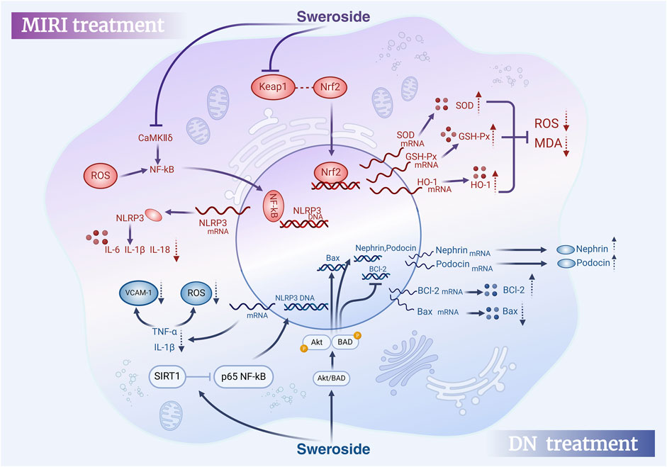 Diagram illustrating the cellular effects of MIRI and Swertiside on various pathways. Features include Keap1 and Nrf2, leading to the activation of genes like SOD, GSH-Px, and HO-1, which reduce ROS and MDA. MIRI influences ROS and NF-κB pathways, affecting NLRP3, IL-6, IL-1β, TNF-α, and VCAM-1. DN treatment effects on proteins like Neptrin and Podocin are shown, alongside pathways involving Bax, BCl-2, Akt, and BAD. Arrows indicate activation or inhibition, with a focus on transcriptional and translational regulation.