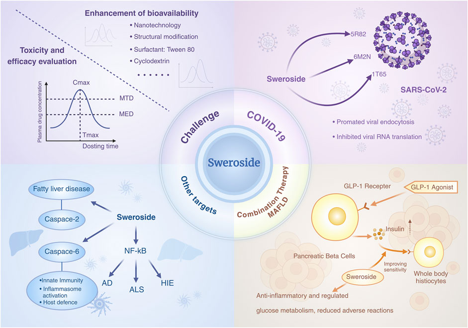 Diagram illustrating the potential benefits and applications of Swenoside. Sections include COVID-19 treatment, enhancement of bioavailability, toxicity and efficacy evaluation, fatty liver disease and other targets, and combination therapy for MAFLD. Key elements feature mechanisms like promoting viral endocytosis, inhibiting RNA translation, influencing fatty liver disease pathways, and improving insulin sensitivity. The central circle emphasizes Swenoside's multifaceted role in addressing various health challenges.