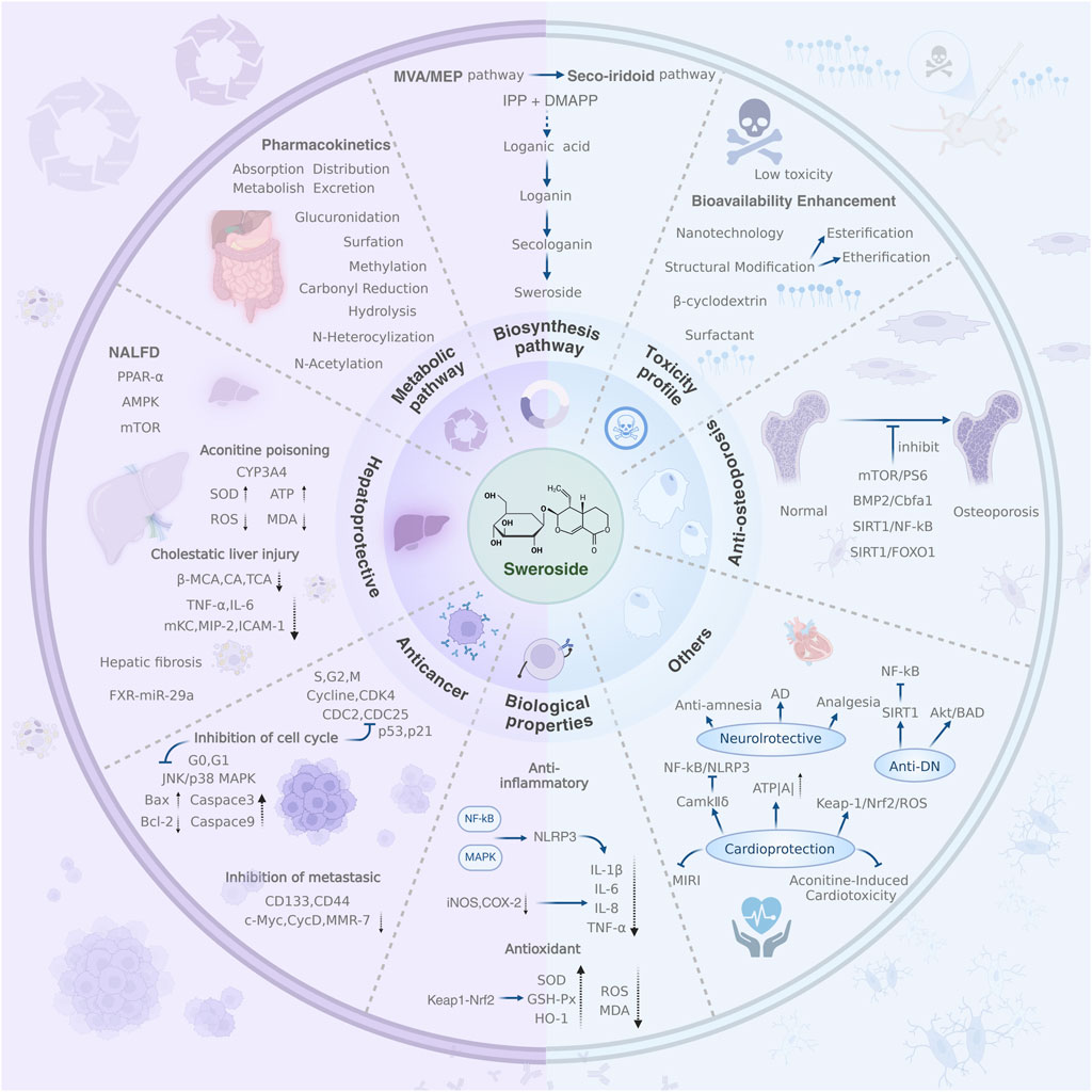 Diagram illustrating the diverse pharmacological effects and biological pathways of Swertiamarin. It shows its pharmacokinetics, biosynthesis, metabolic and toxicity profiles, and its effects on osteoporosis, liver health, cancer inhibition, inflammation, neuroprotection, and cardioprotection. The central image emphasizes Swertiamarin's chemical structure and various associated health benefits. The pathways detailed include anti-inflammatory, antioxidant, hepatoprotective, anticancer, and others, highlighting molecular interactions and genetic pathways involved.