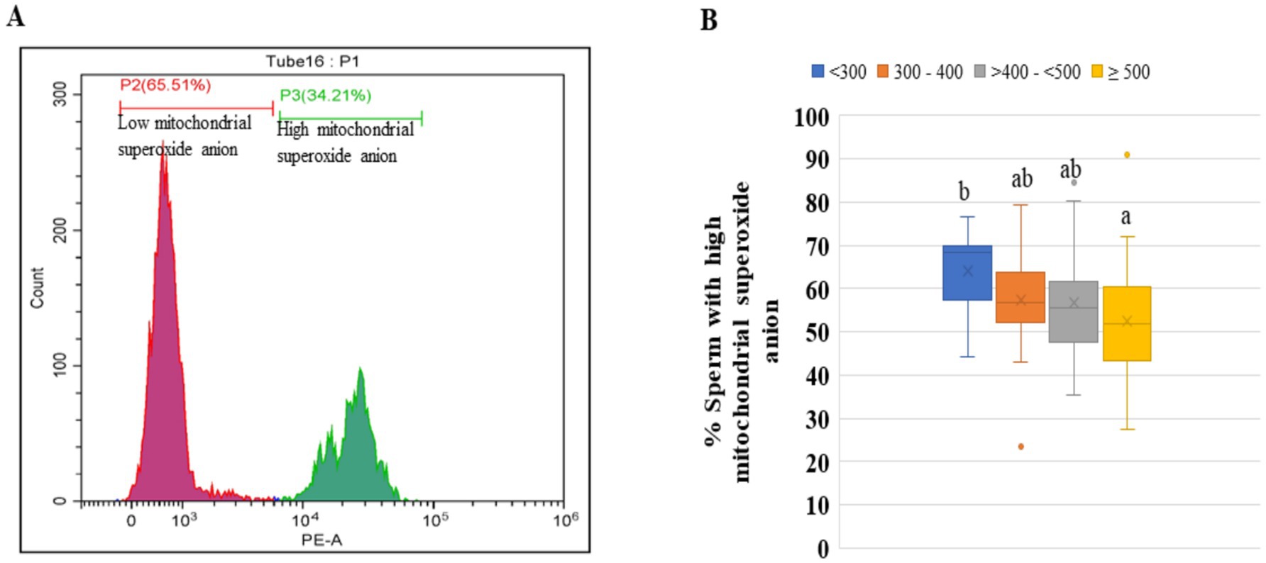 A composite image with two parts: Image A shows a histogram of mitochondrial superoxide anion levels with a red peak for low levels at 65.51% and a green peak for high levels at 34.21%. Image B features a box plot illustrating the percentage of sperm with high mitochondrial superoxide anion across four categories: less than 300, 300-400, more than 400-less than 500, and more than 500, represented by blue, orange, gray, and yellow boxes, respectively, with significant differences indicated by letters above the boxes.