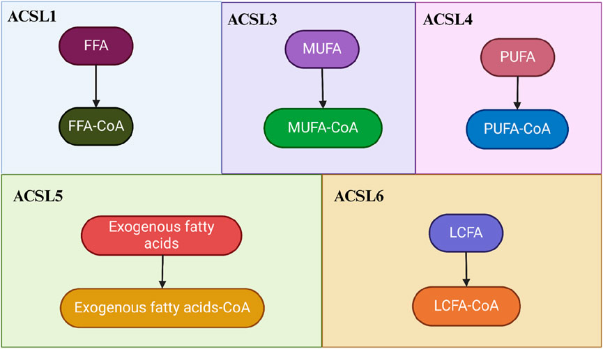 Diagram illustrating the activation of different fatty acids by ACSL enzymes. ACSL1 activates FFA to FFA-CoA. ACSL3 activates MUFA to MUFA-CoA. ACSL4 activates PUFA to PUFA-CoA. ACSL5 activates exogenous fatty acids to exogenous fatty acids-CoA. ACSL6 activates LCFA to LCFA-CoA. Each activation is represented by an arrow from the acid to its corresponding CoA form.