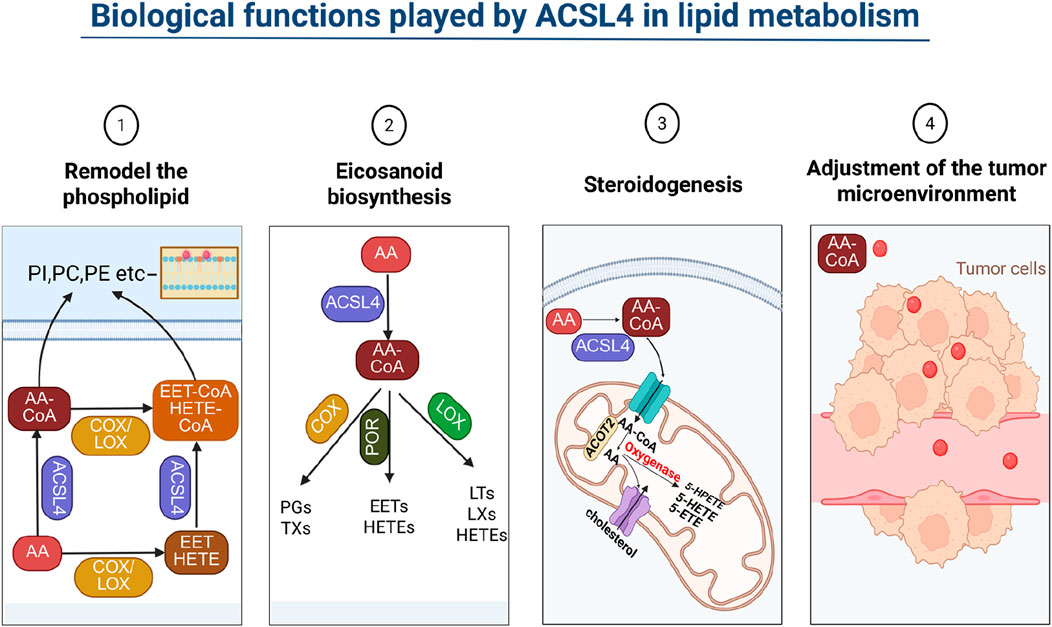 Diagram illustrating the biological functions of ACSL4 in lipid metabolism across four processes: 1) Phospholipid remodeling involving AA-CoA, COX/LOX, and ACSL4. 2) Eicosanoid biosynthesis with AA-CoA, COX, POR, and LOX. 3) Steroidogenesis detailing mitochondria and cholesterol interactions. 4) Tumor microenvironment adjustment showing AA-CoA and tumor cells.