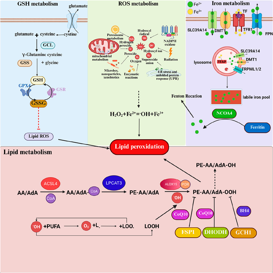 Diagram illustrating the interplay between GSH metabolism, ROS metabolism, iron metabolism, and lipid metabolism. GSH metabolism involves glutamate and cysteine forming GSH, which converts to GSSG, leading to lipid ROS. ROS metabolism involves various reactions producing radicals affecting lipid peroxidation. Iron metabolism depicts iron transport and storage, influencing lipid peroxidation via Fenton reactions. Lipid metabolism includes enzyme interactions leading to lipid peroxidation products like PE-AA/AdA-OOH. Key enzymes and proteins include GCL, GPX4, FSP1, and others, highlighting their roles in oxidative stress and lipid peroxidation.