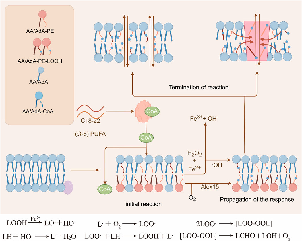 Diagram depicting lipid peroxidation and its biochemical pathways. It includes the transformation of arachidonic acid derivatives, CoA interactions with polyunsaturated fatty acids, and membrane incorporation. The image shows initiation, propagation, and termination phases involving Alox15, iron ions, and hydrogen peroxide. Chemical reactions illustrating radical formation, interaction with oxygen, and lipid peroxidation termination are detailed at the bottom.