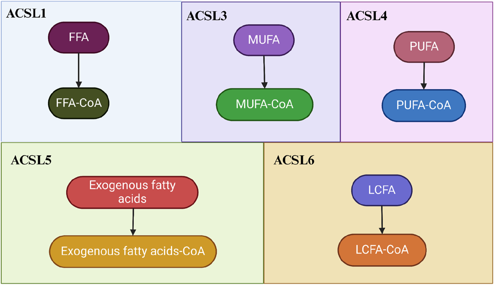 Diagram illustrating the activation of different fatty acids by ACSL enzymes. ACSL1 activates FFA to FFA-CoA. ACSL3 activates MUFA to MUFA-CoA. ACSL4 activates PUFA to PUFA-CoA. ACSL5 activates exogenous fatty acids to exogenous fatty acids-CoA. ACSL6 activates LCFA to LCFA-CoA. Each activation is represented by an arrow from the acid to its corresponding CoA form.